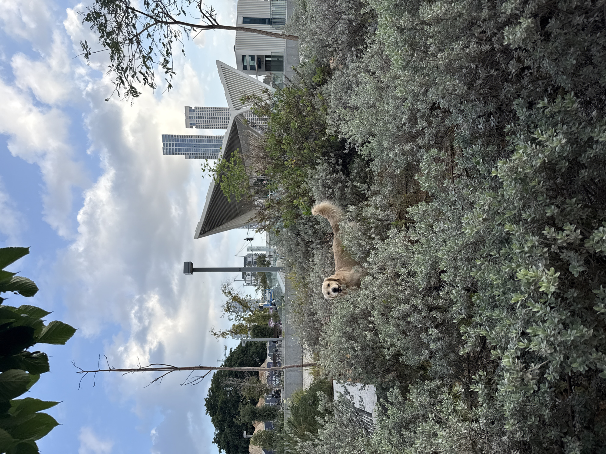 Golden retriever spotted in Tel Aviv park during early morning