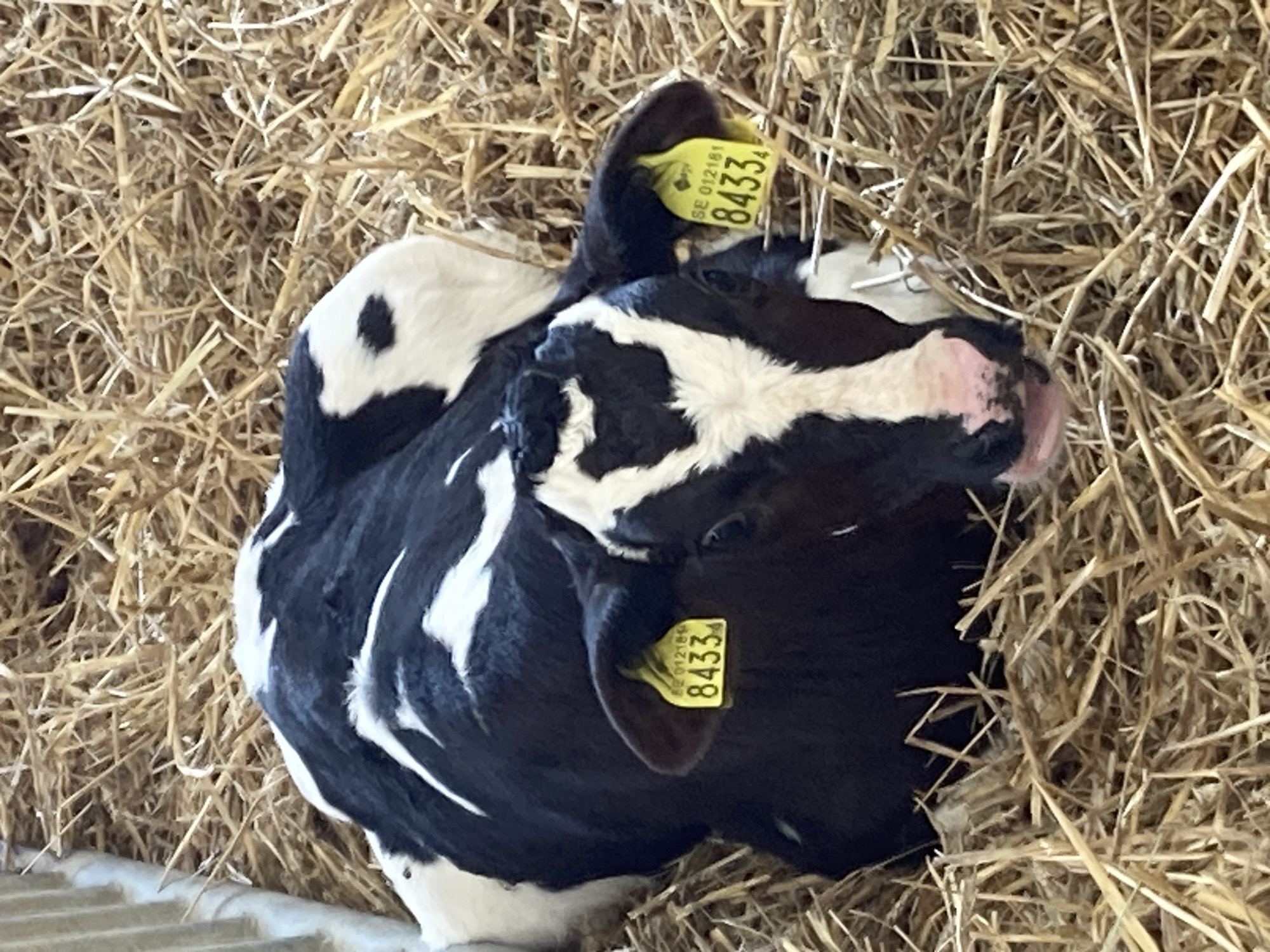 Farm operations documented in Kalmar with calf and machinery