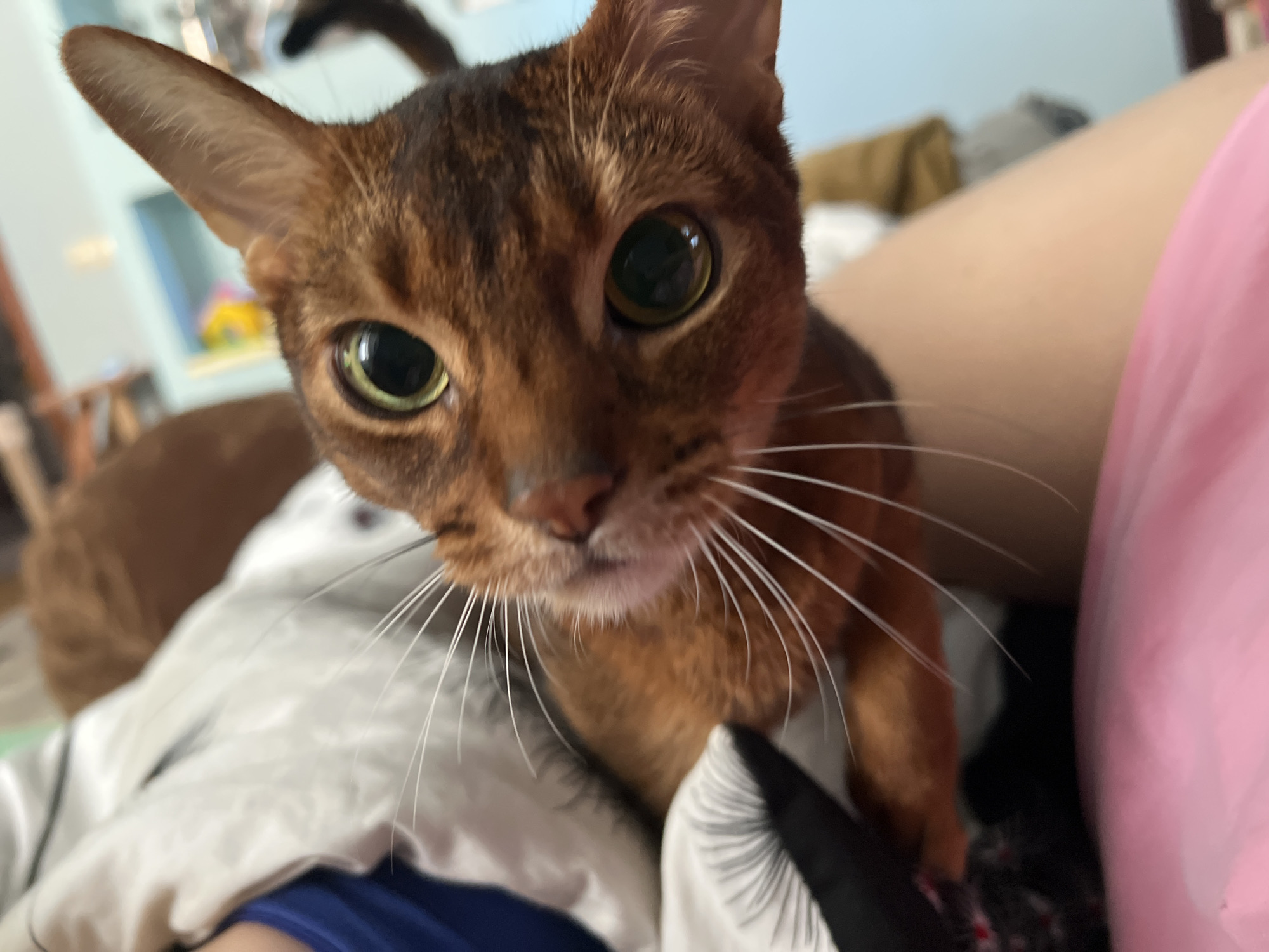 Pet owner documents afternoon with Abyssinian cat and chameleon
