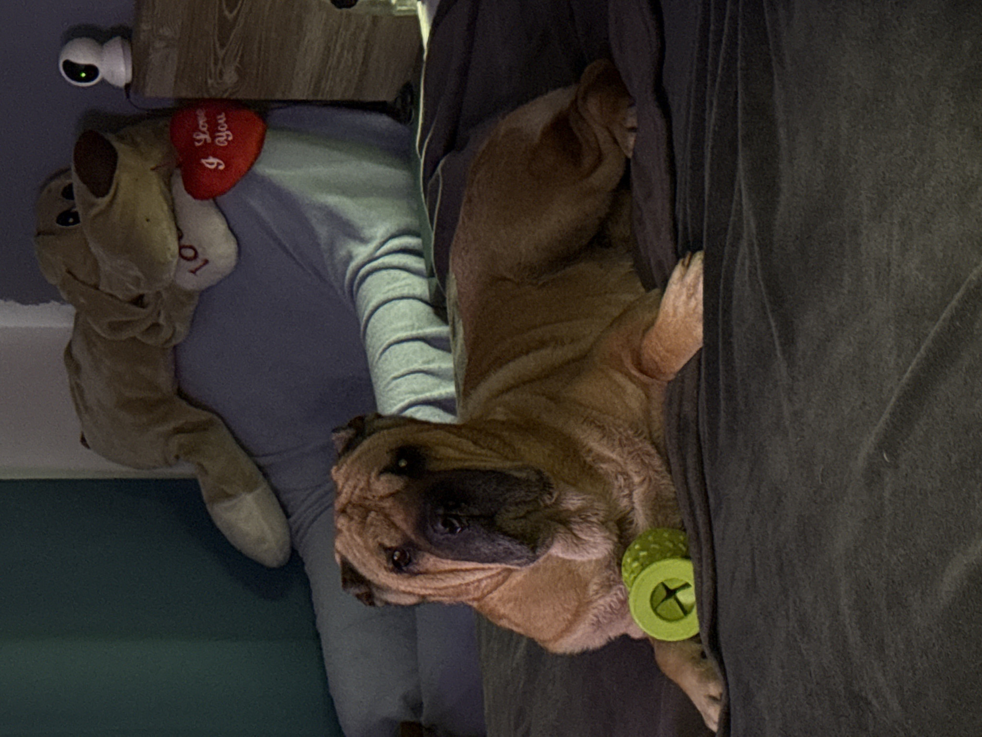 Dogs photographed resting indoors in Varna, Bulgaria