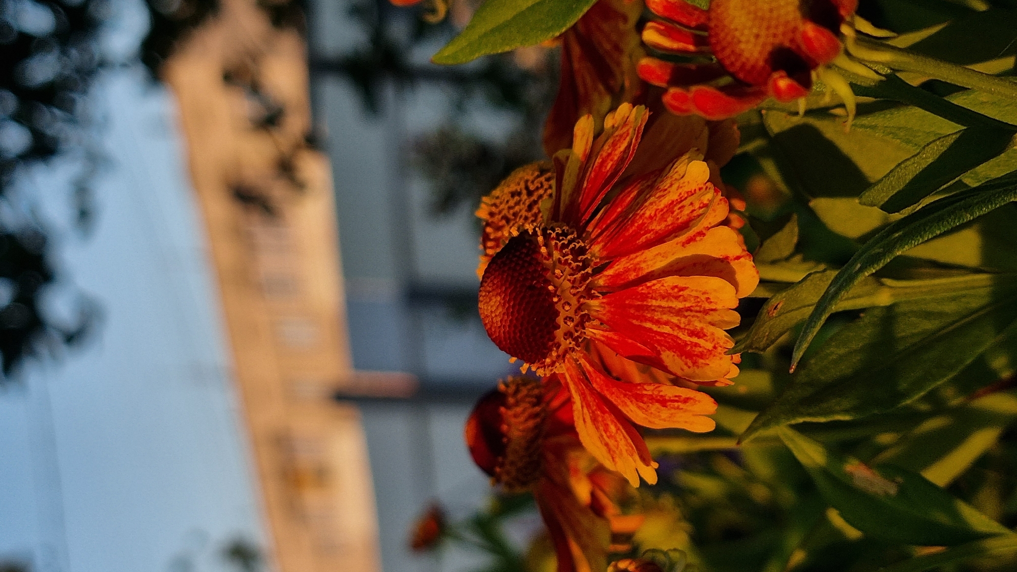 Bees, blooms, and a summer sunset in Vysokoe