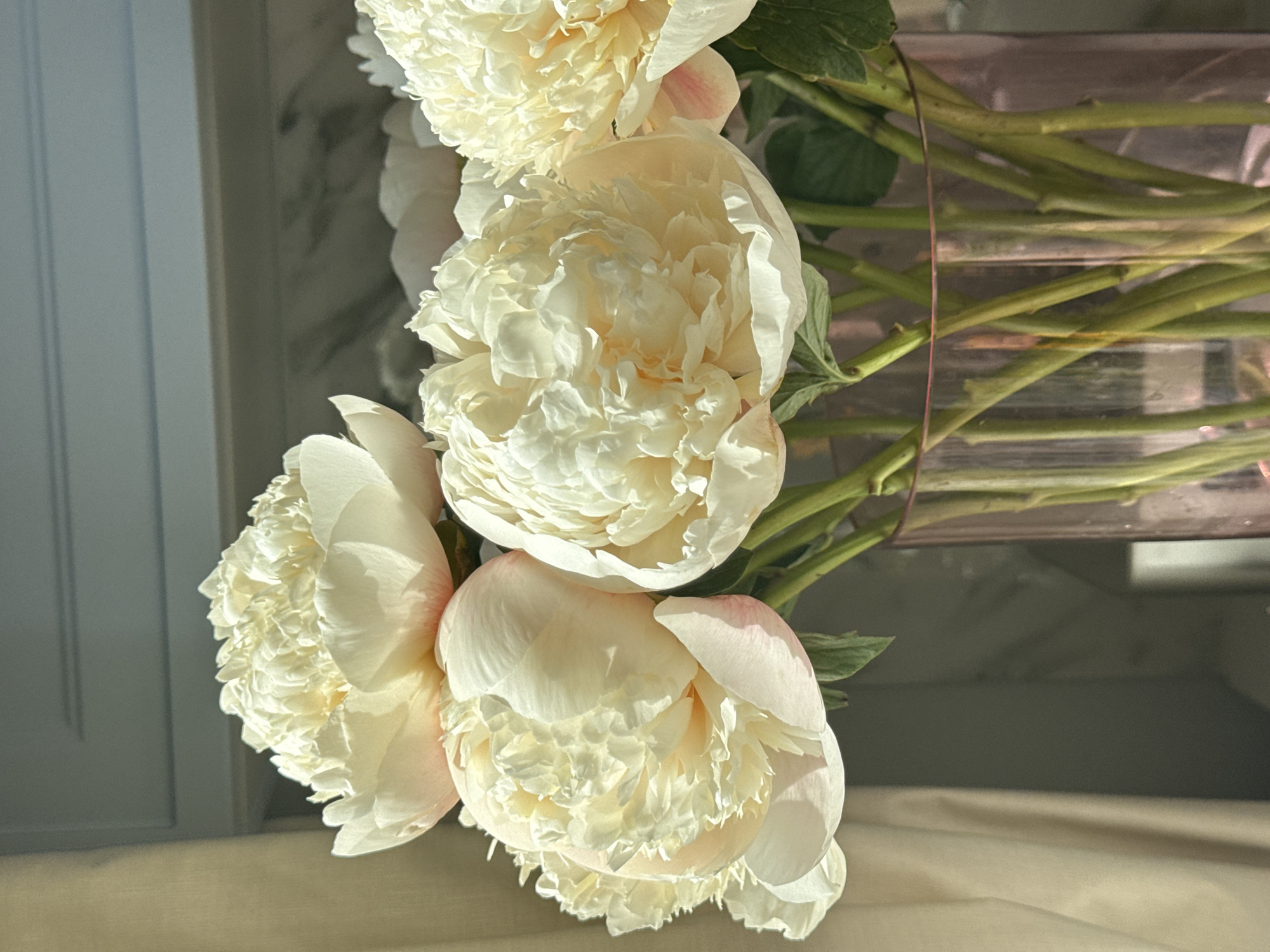 Peony bouquet arrangement observed in Moscow vase display