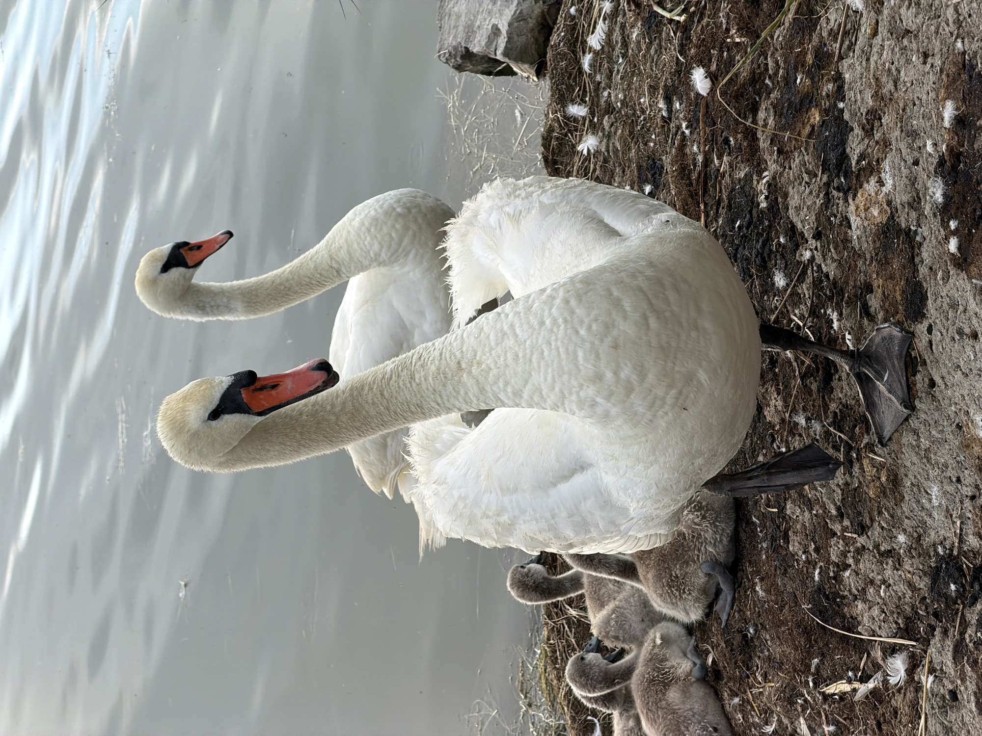 Swan family with cygnets at Burgas Salt Lake shoreline