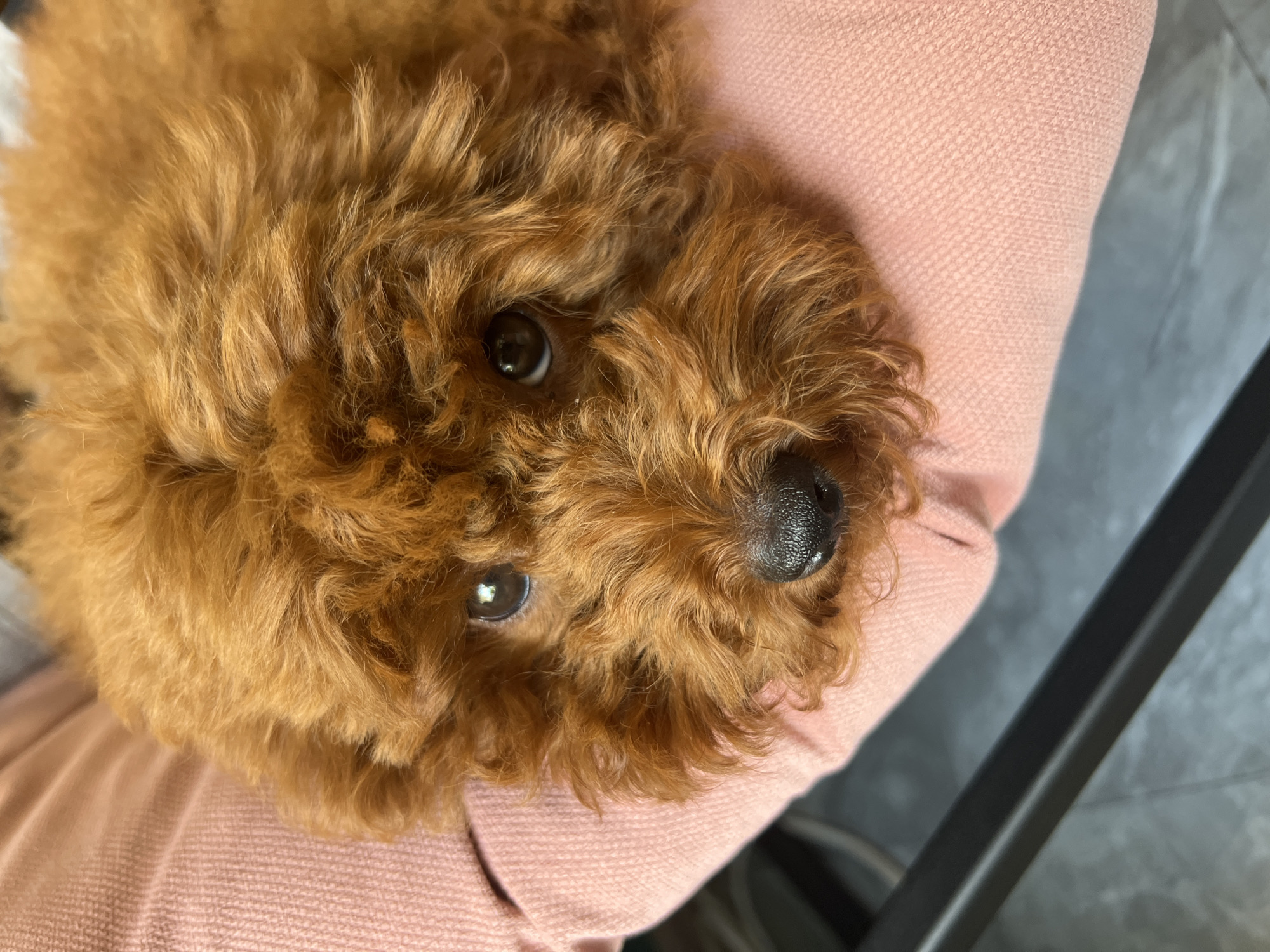 Puppy and fresh flower bouquets photographed in Mineralnye Vody