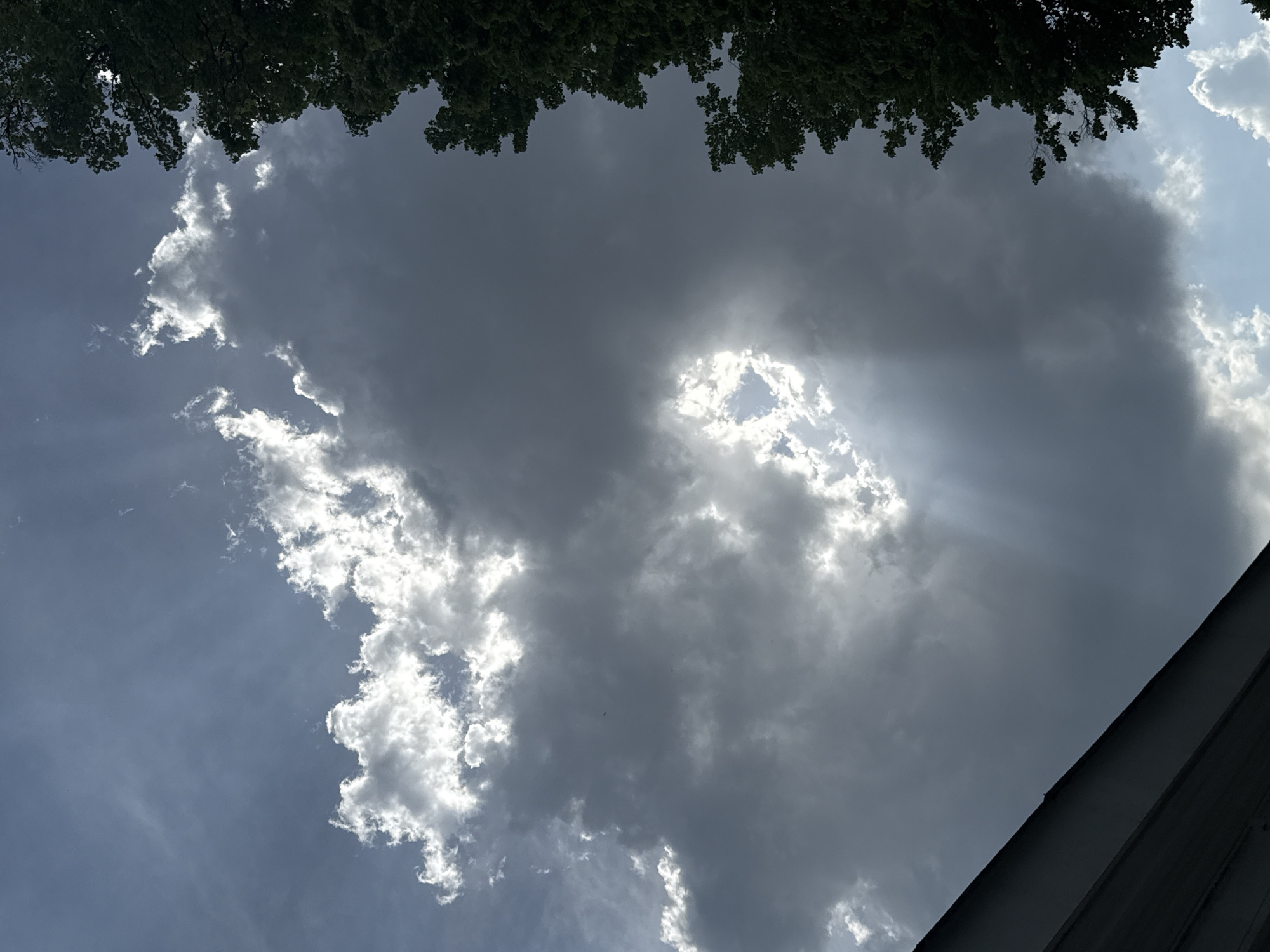 Sunlight breaks through storm clouds observed through trees