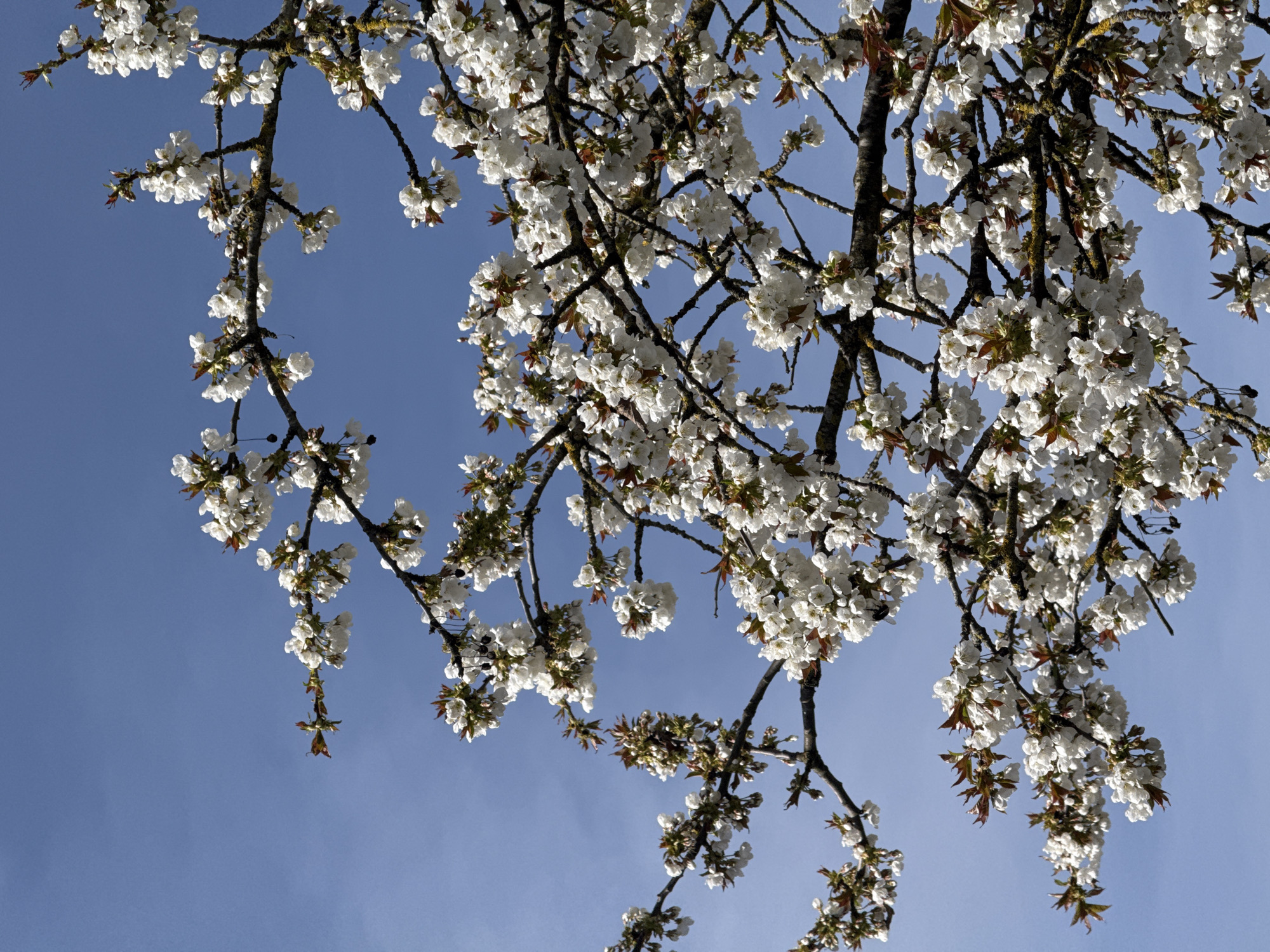 Spring blooms and dog captured in Luxembourg morning walk
