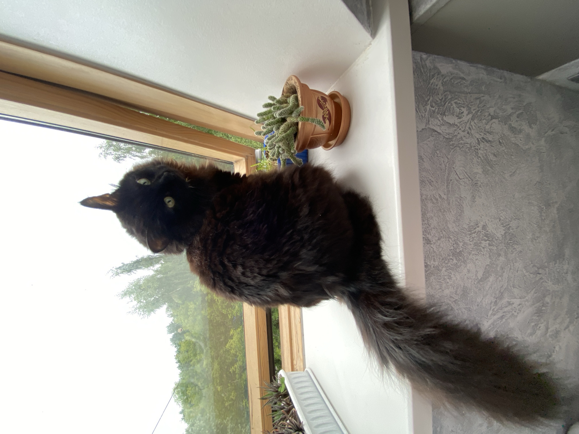 Black cat and fluffy dog getting some quiet attention