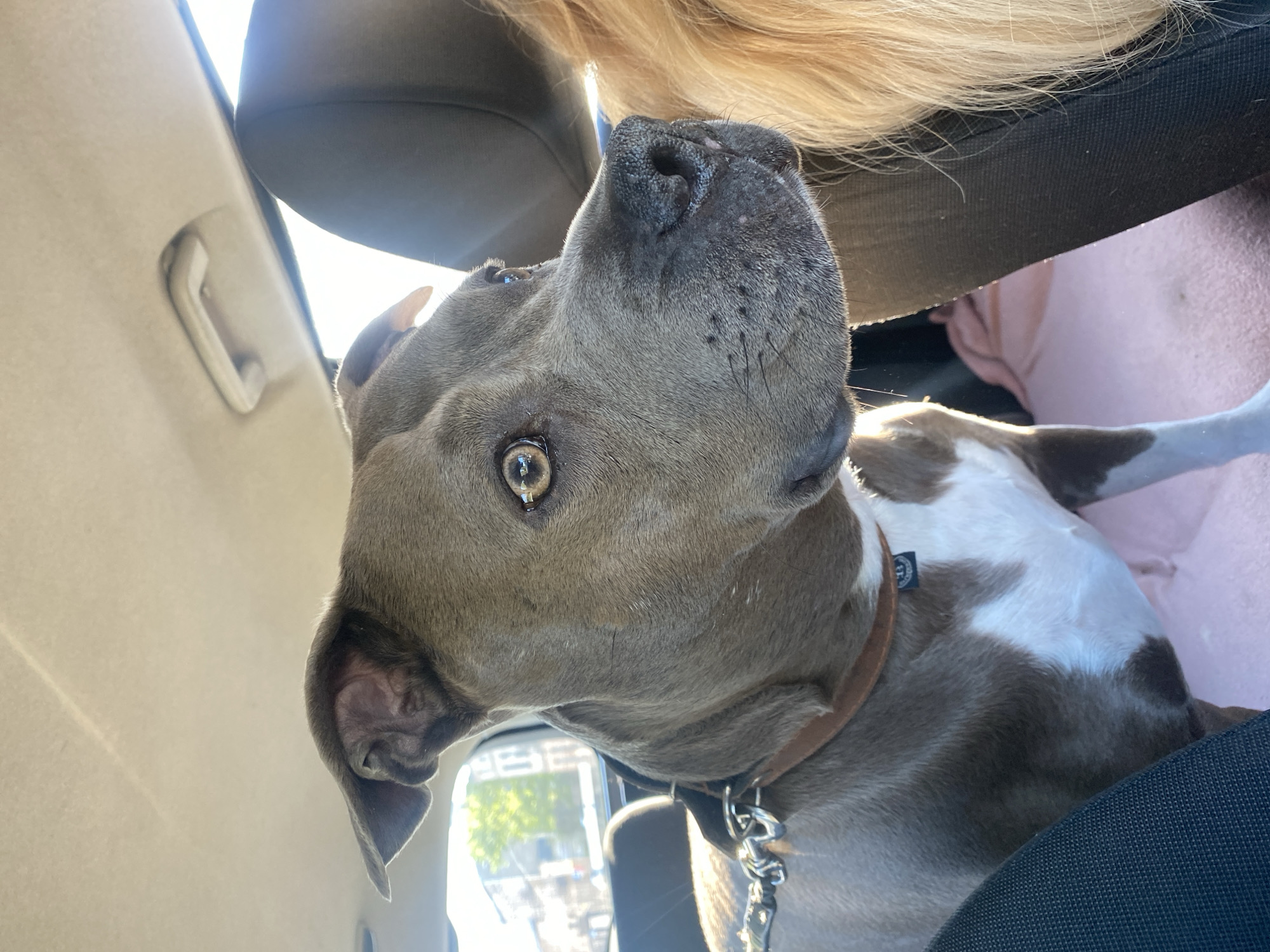 Woman and pit bull dog spotted in car in Łódź
