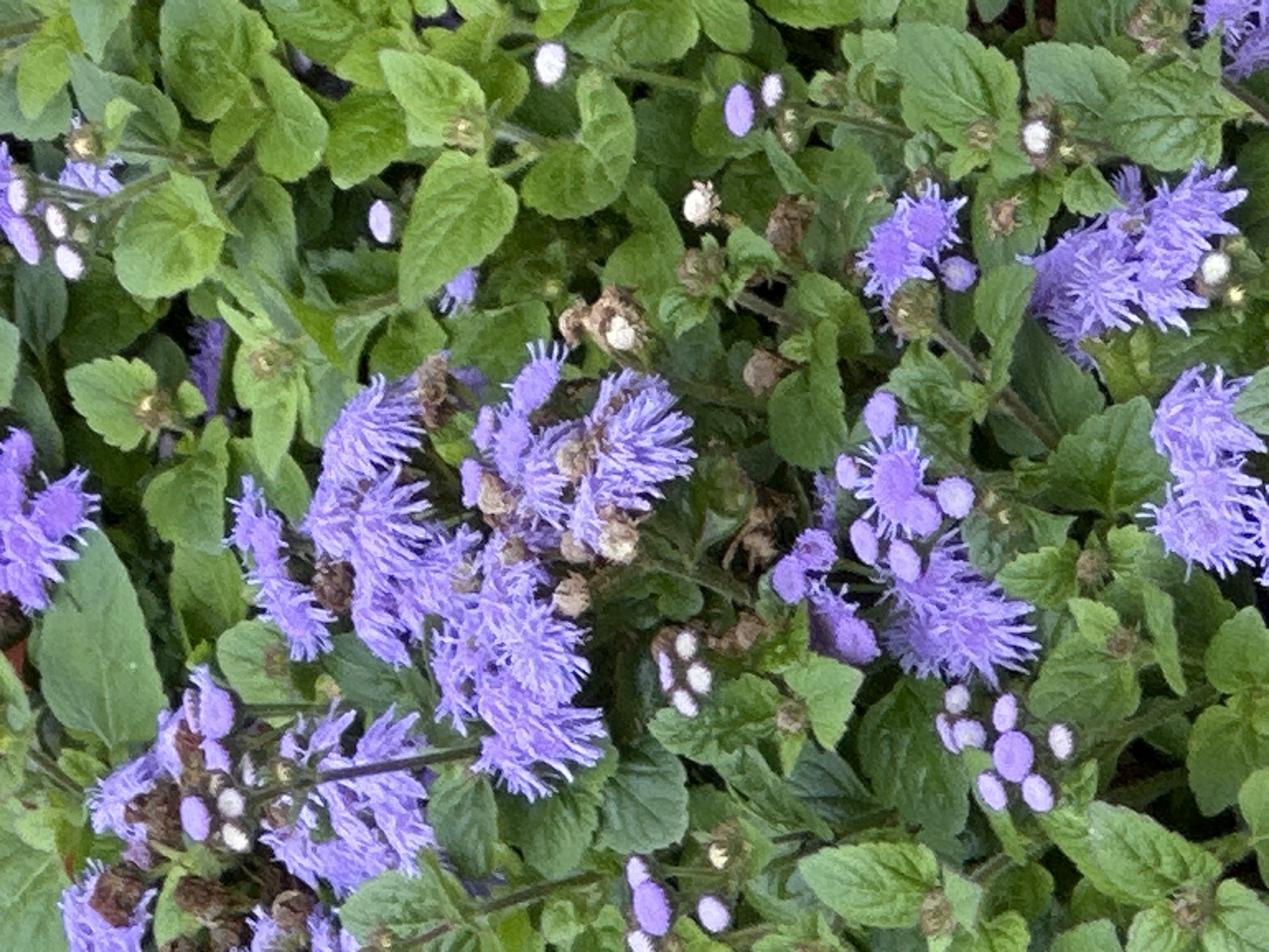 Garden in full bloom, Podolsk — flowers and foliage up close