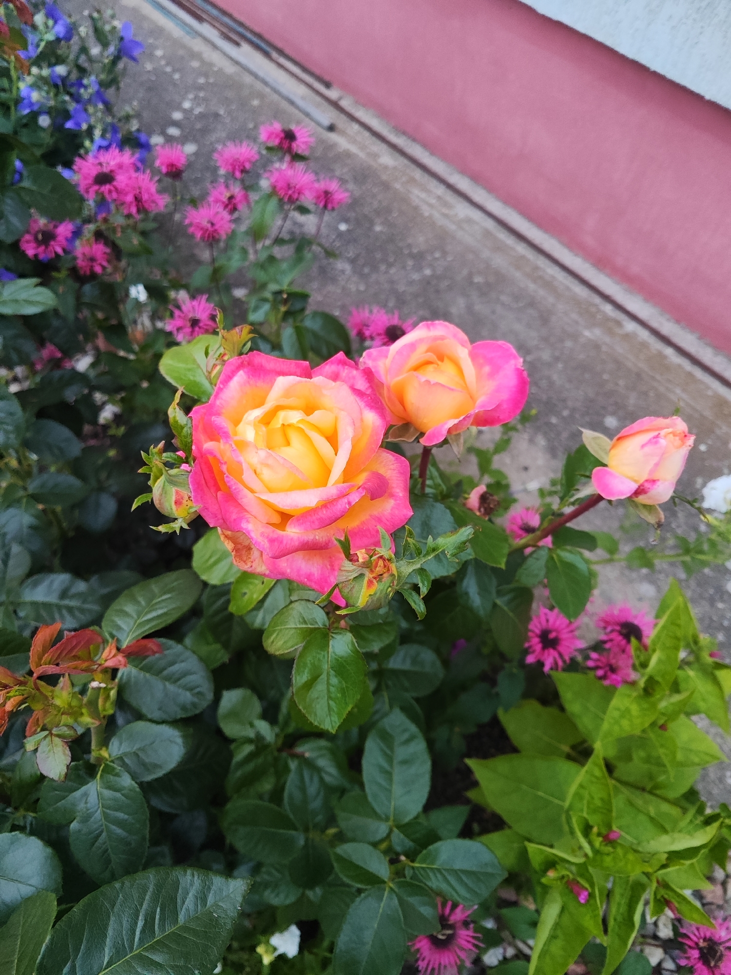 Summer garden in full bloom, Gvardeysk, Russia