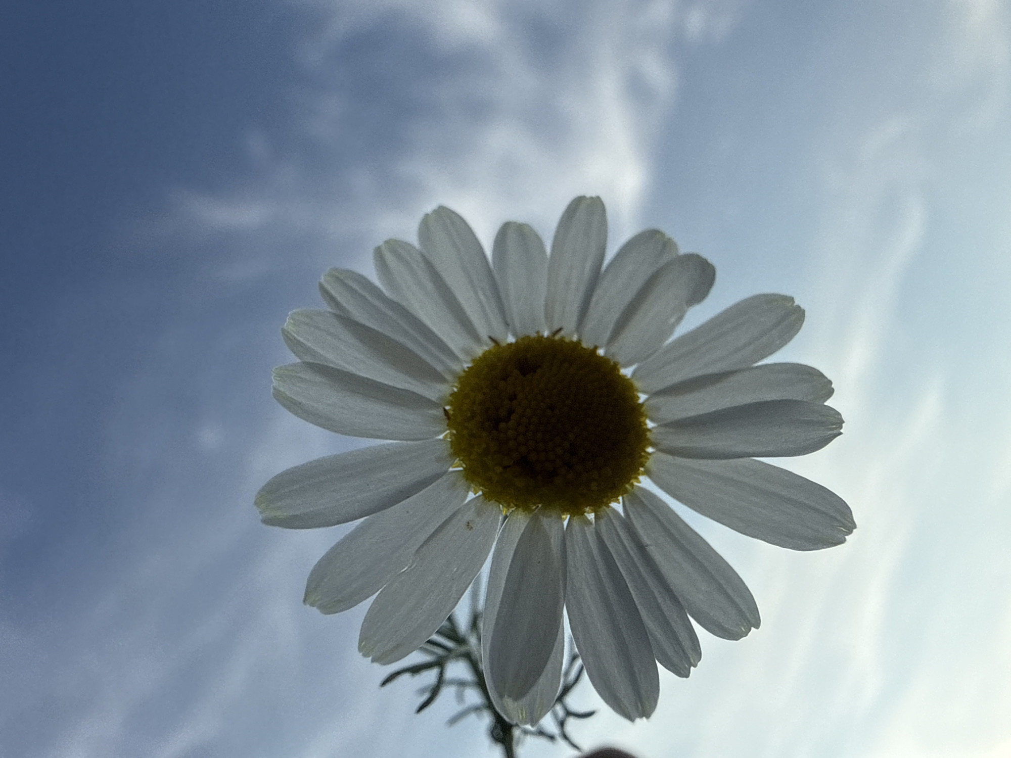 Macro wildflower photography session in Bad Salzschlirf gardens