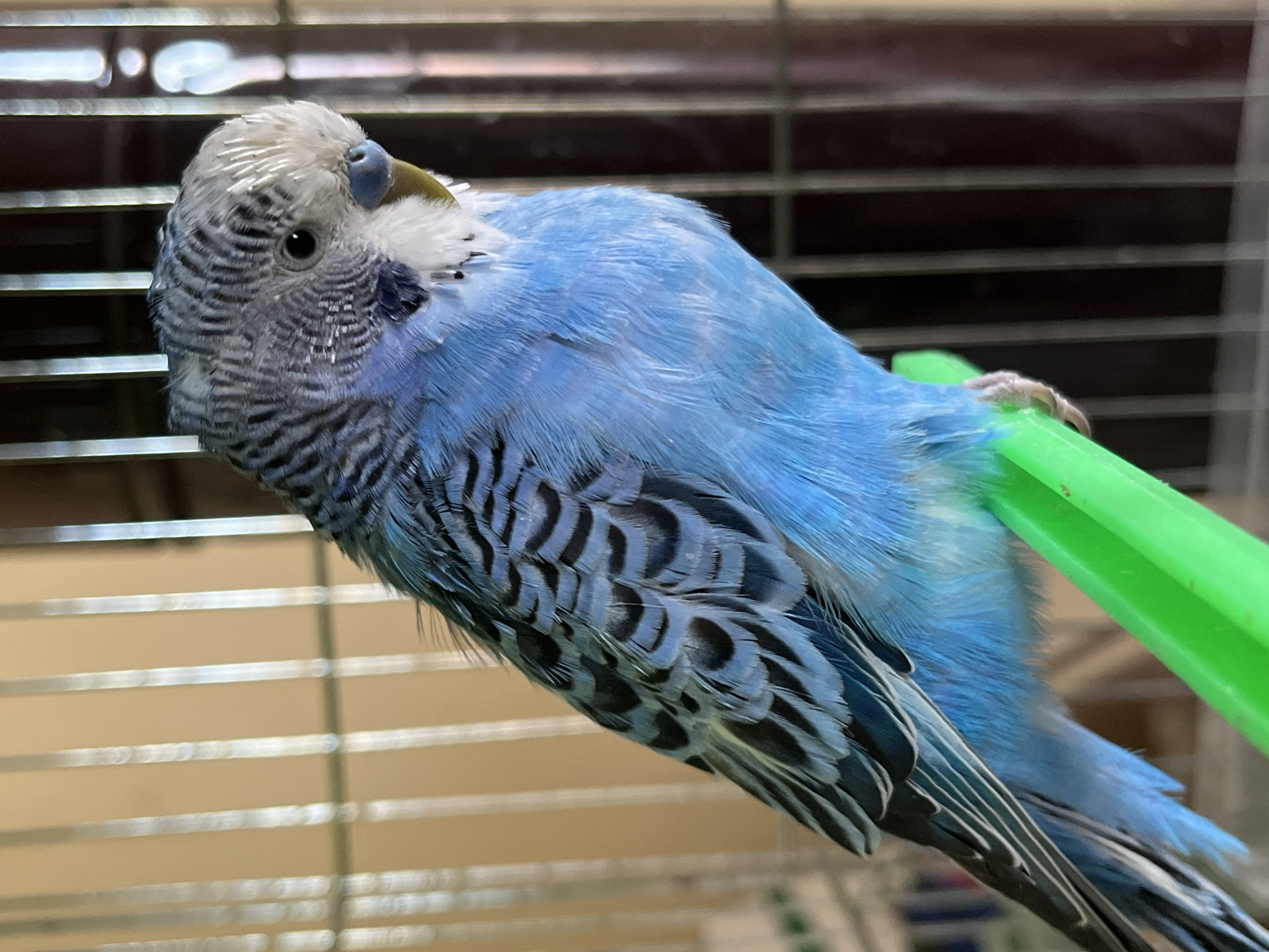Pet budgerigar observed preening and perching in Shumen home