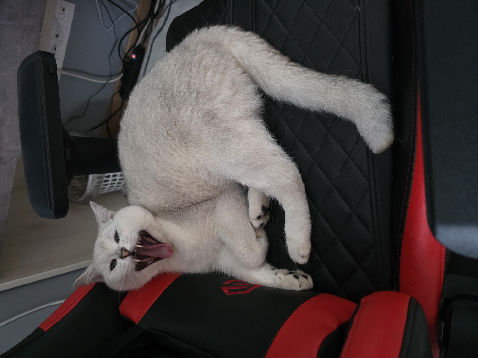 Cats on a gaming chair, ceiling light, Belarus home