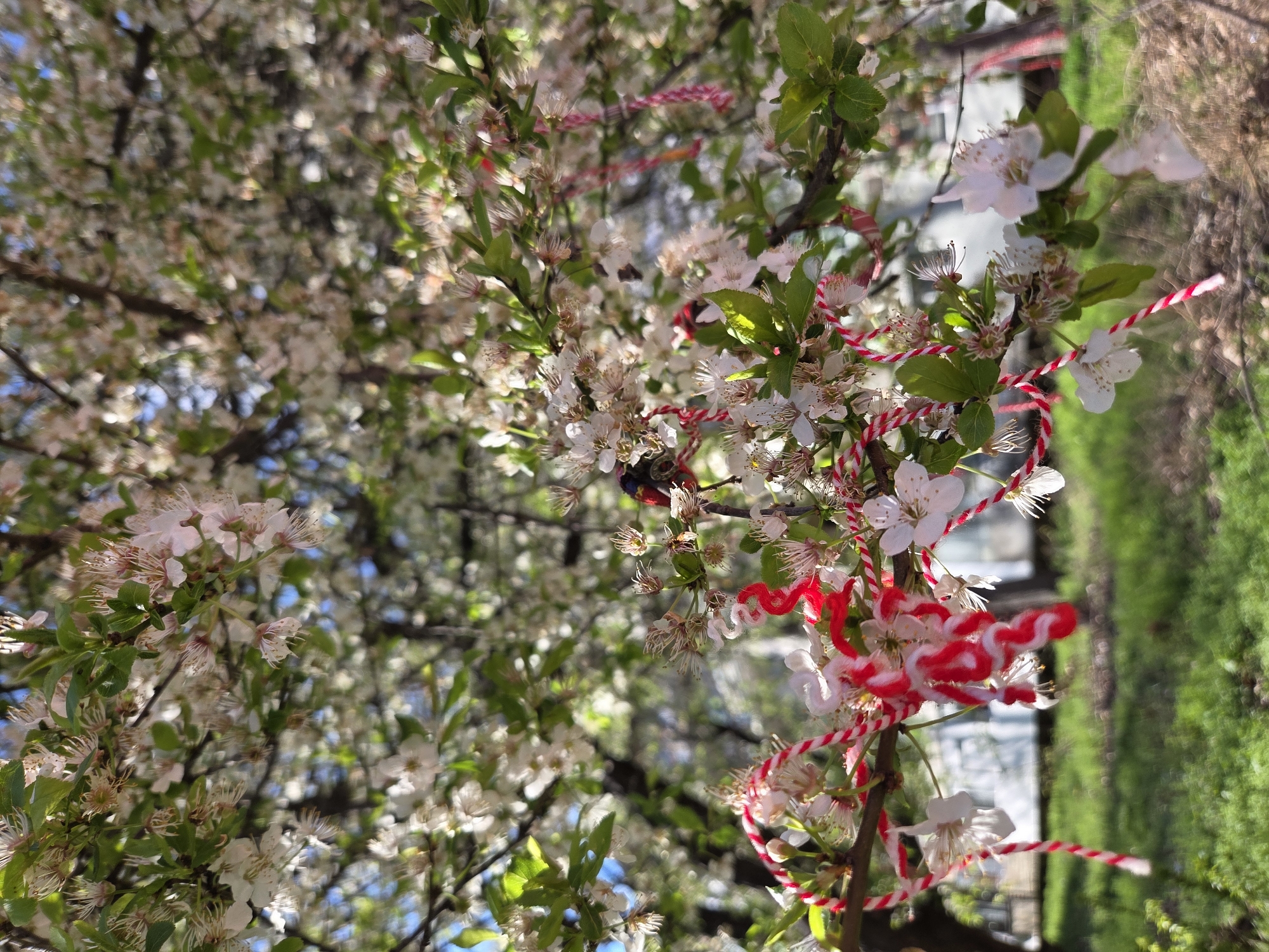 Spring blossoms adorned with martenitsi attract bee in Pleven