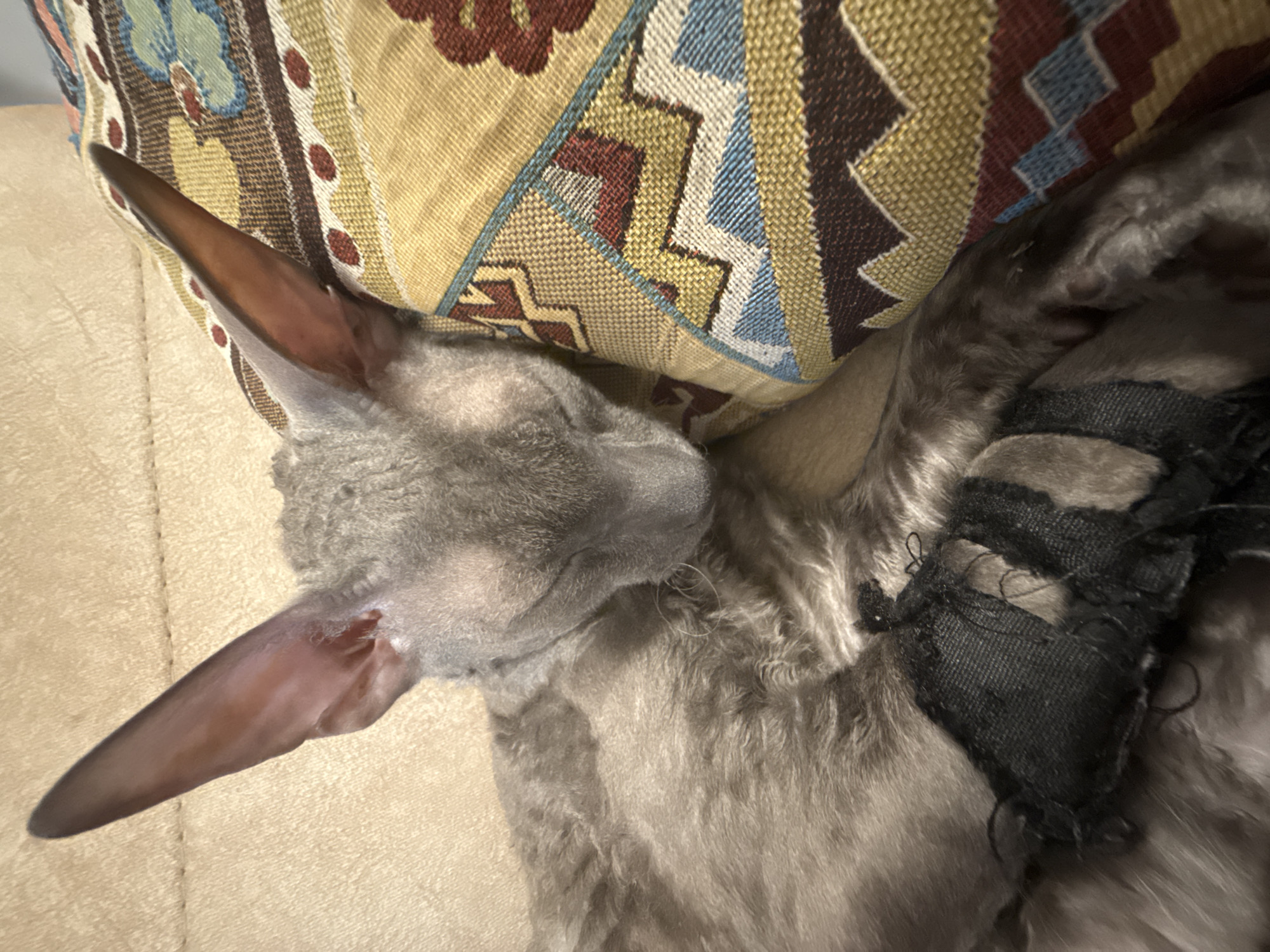 Rainy Krasnoyarsk morning with a sleeping Cornish Rex cat