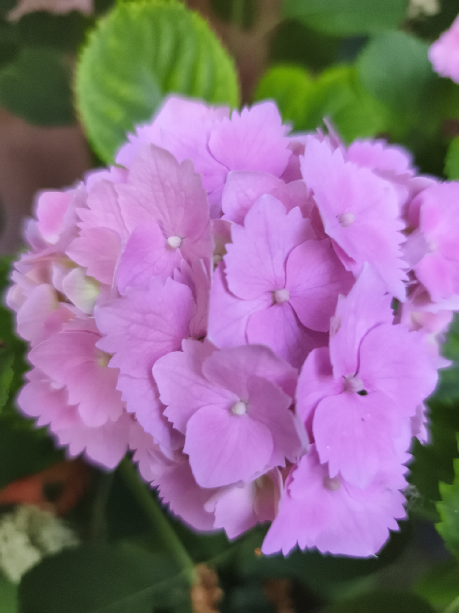 A Bulgarian garden in full summer bloom, flowers and wildlife