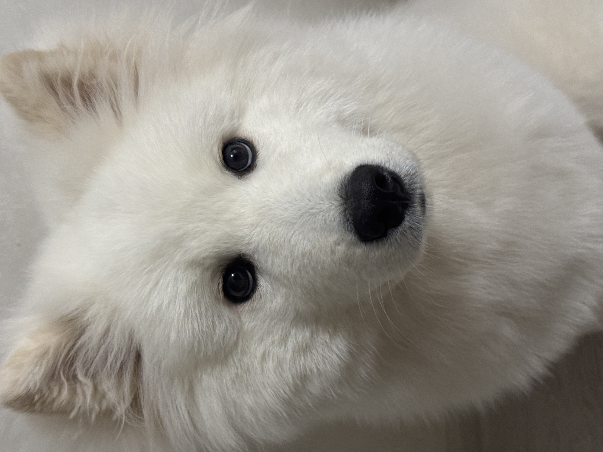 Woman enjoys early morning moments with Samoyed dog in Russia