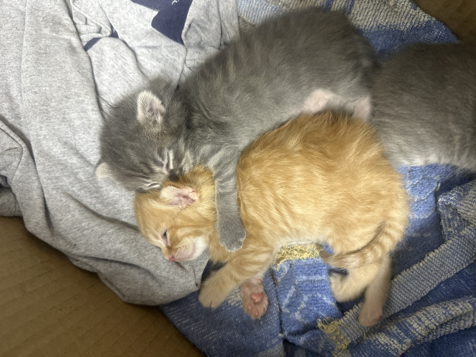 Orange and gray kittens napping together in a pile