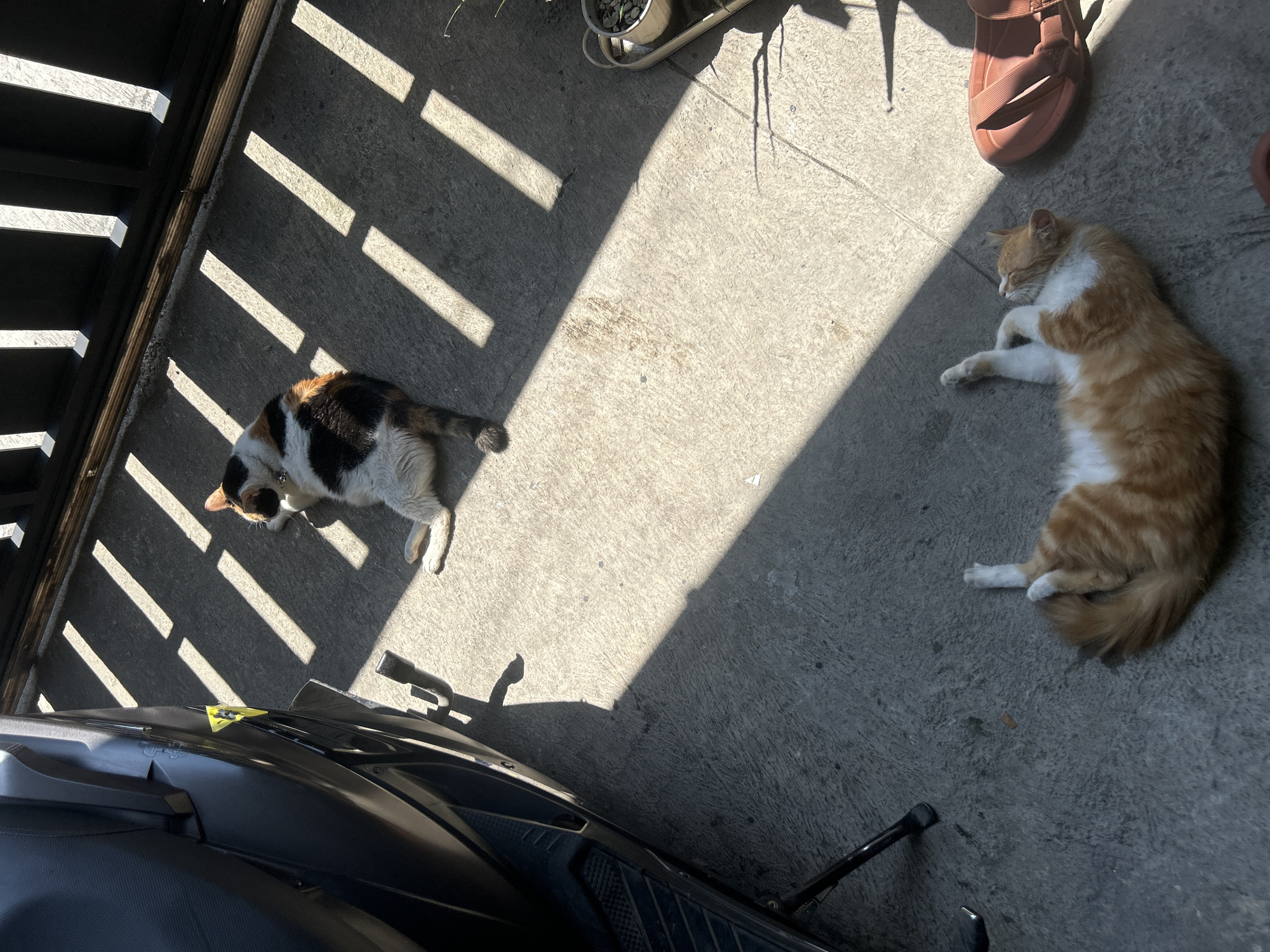 Two cats rest in shadows on concrete in Dayeuhkolot