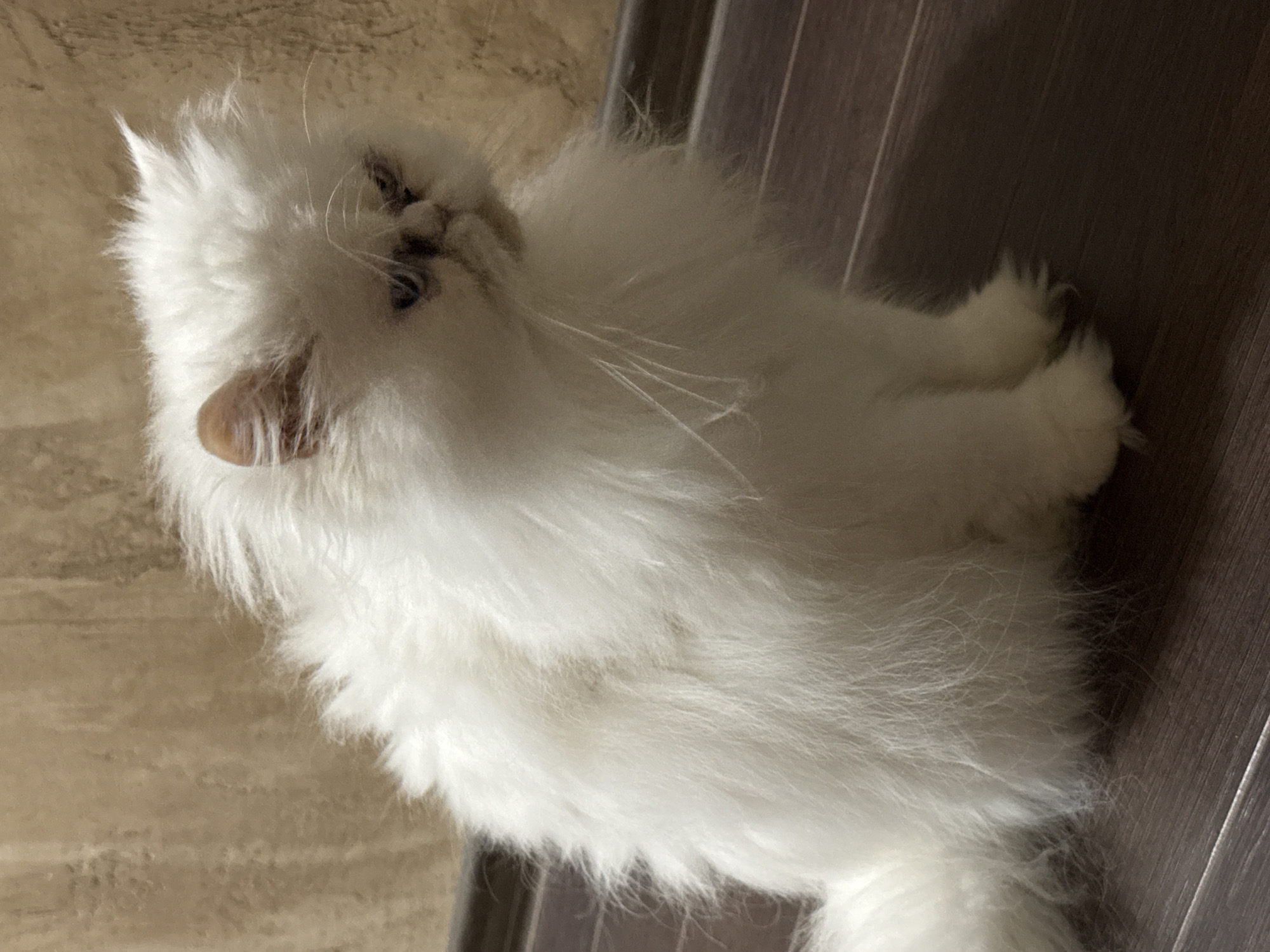 White Persian cat photographed in various poses in Burgas