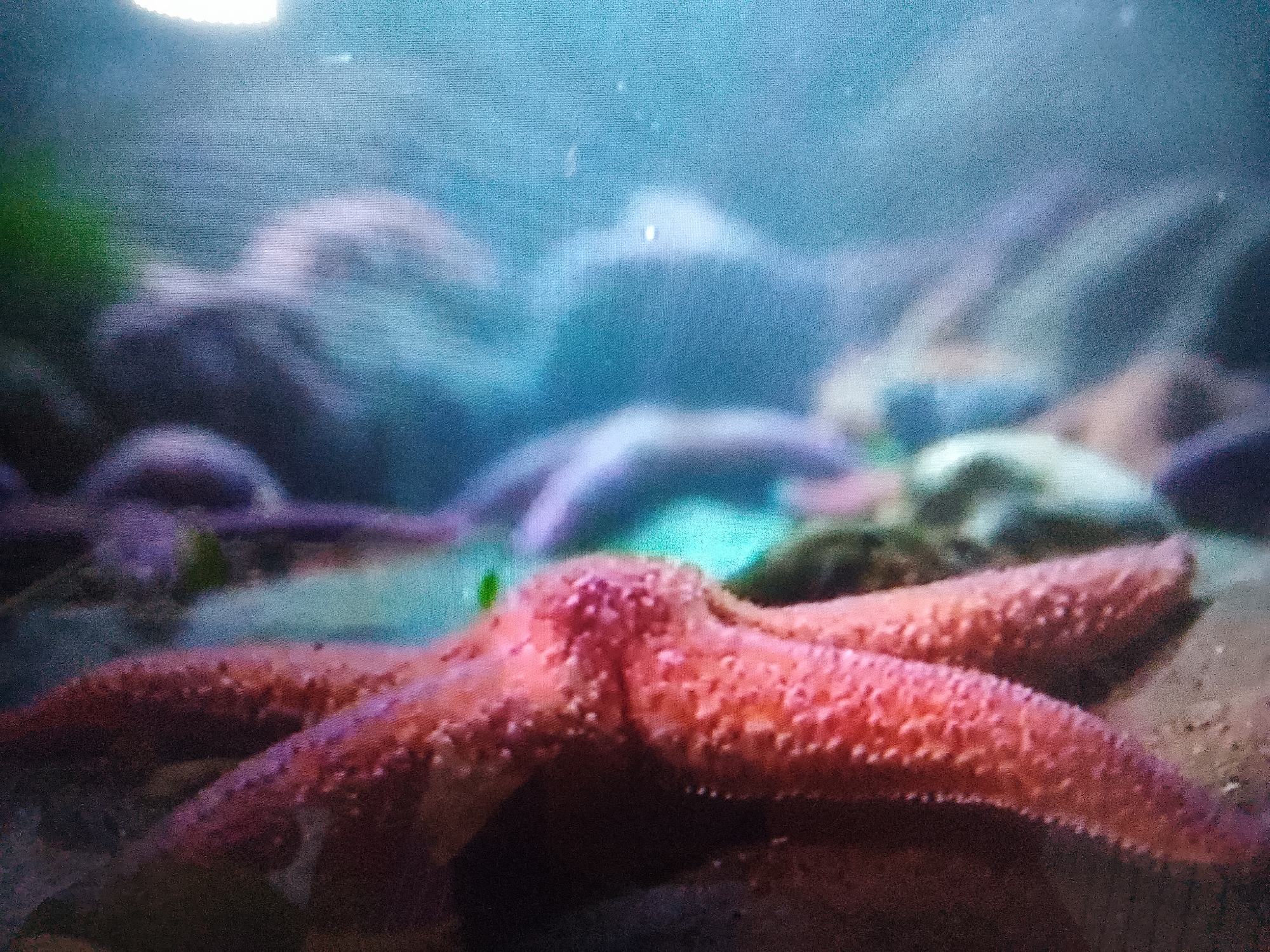 Aquarium creatures and outdoor nature details, Dushanbe