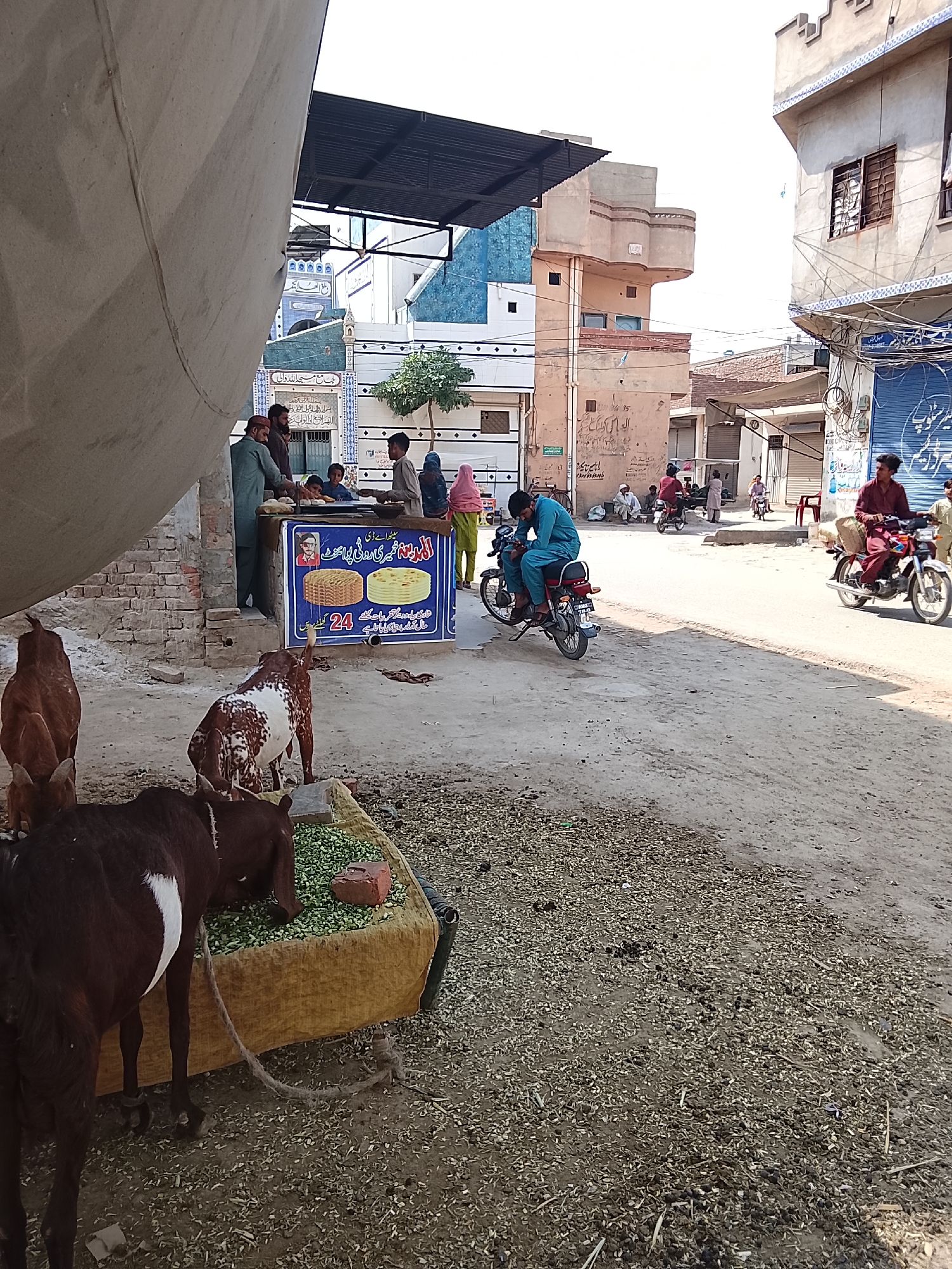 Urban goats feed from street troughs in morning scene