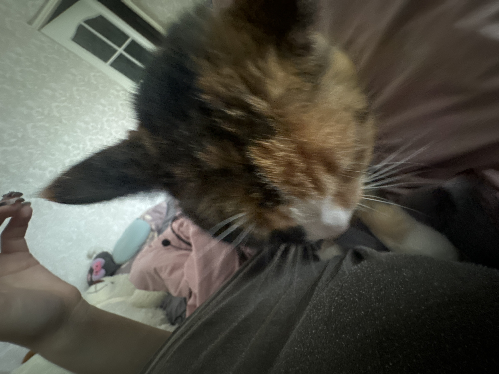 Calico cat photographed in relaxed indoor moments over 10 minutes