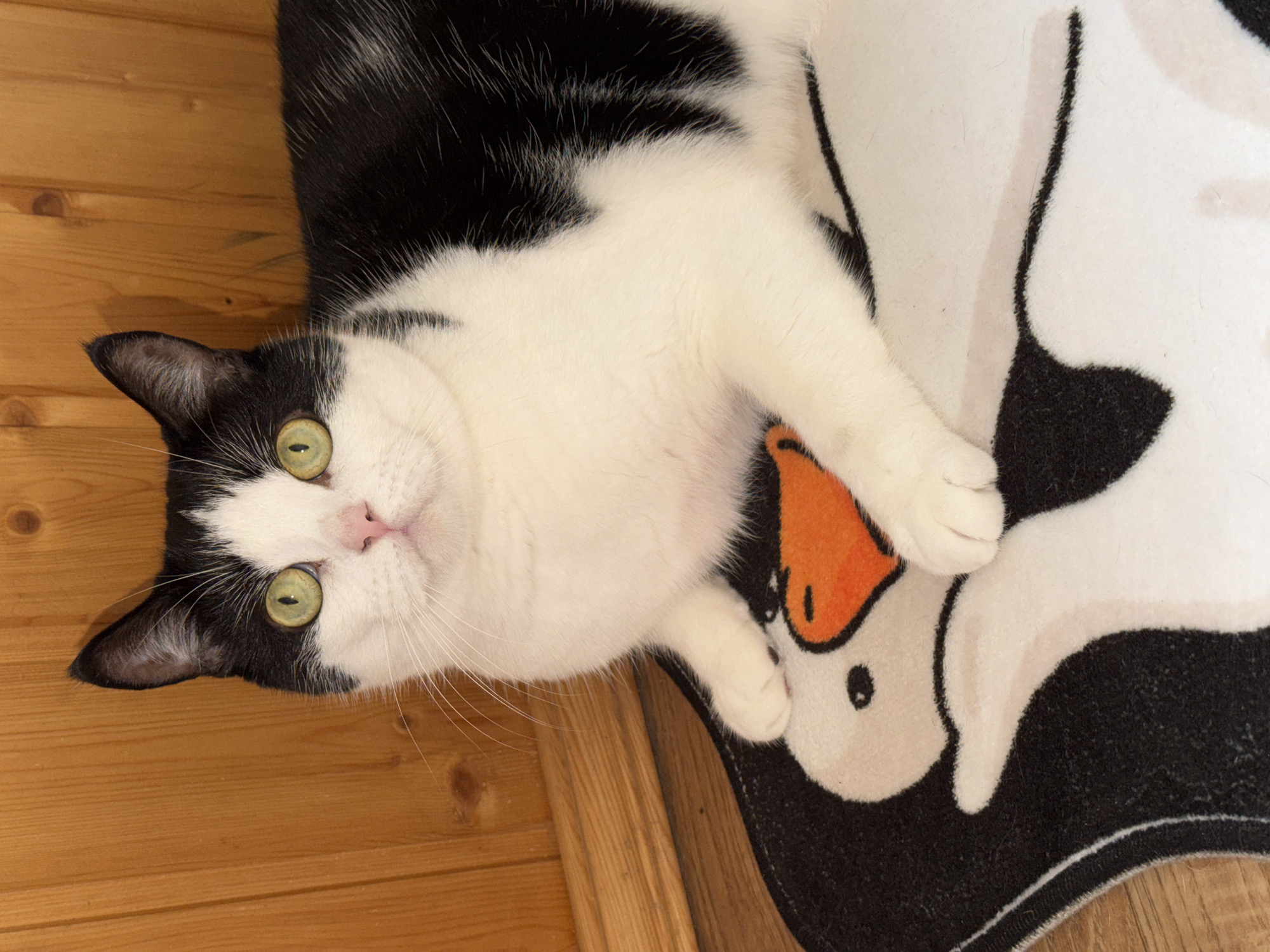 Cats lounging around a Ulyanovsk home on a Tuesday morning