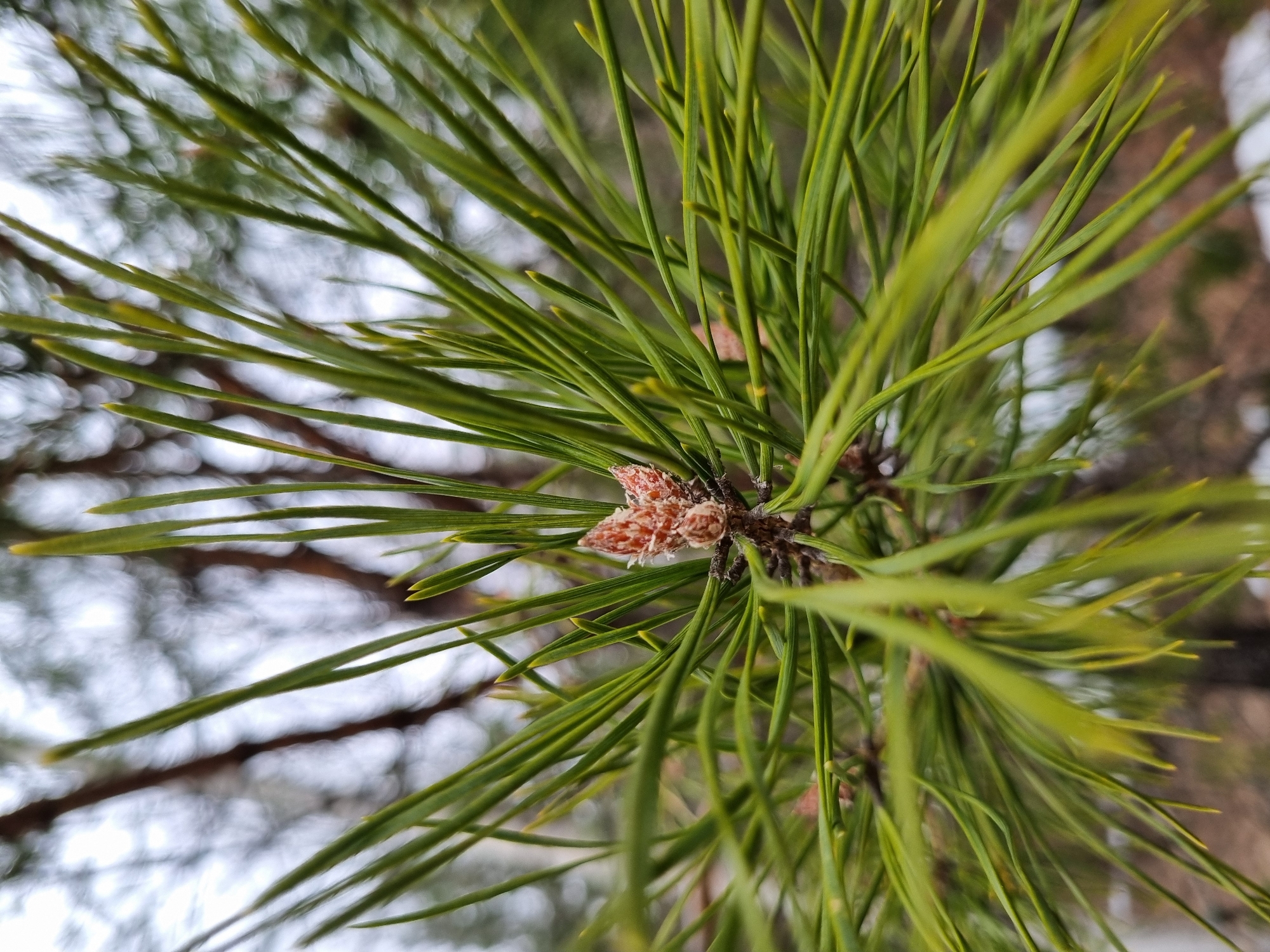 Winter forest details documented in Kemul, Russia