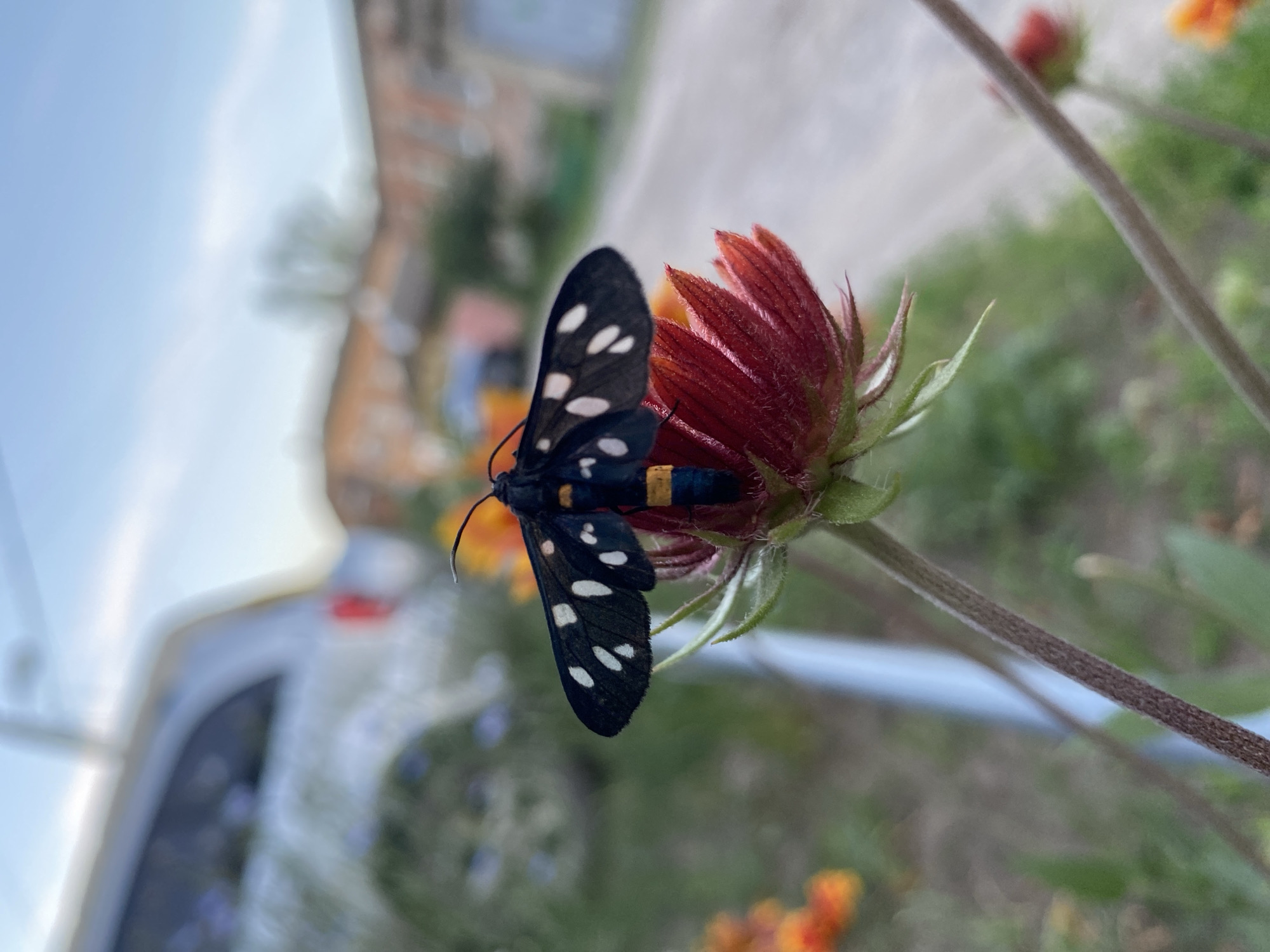 Butterflies, blooms, and backyard wildlife on a June afternoon