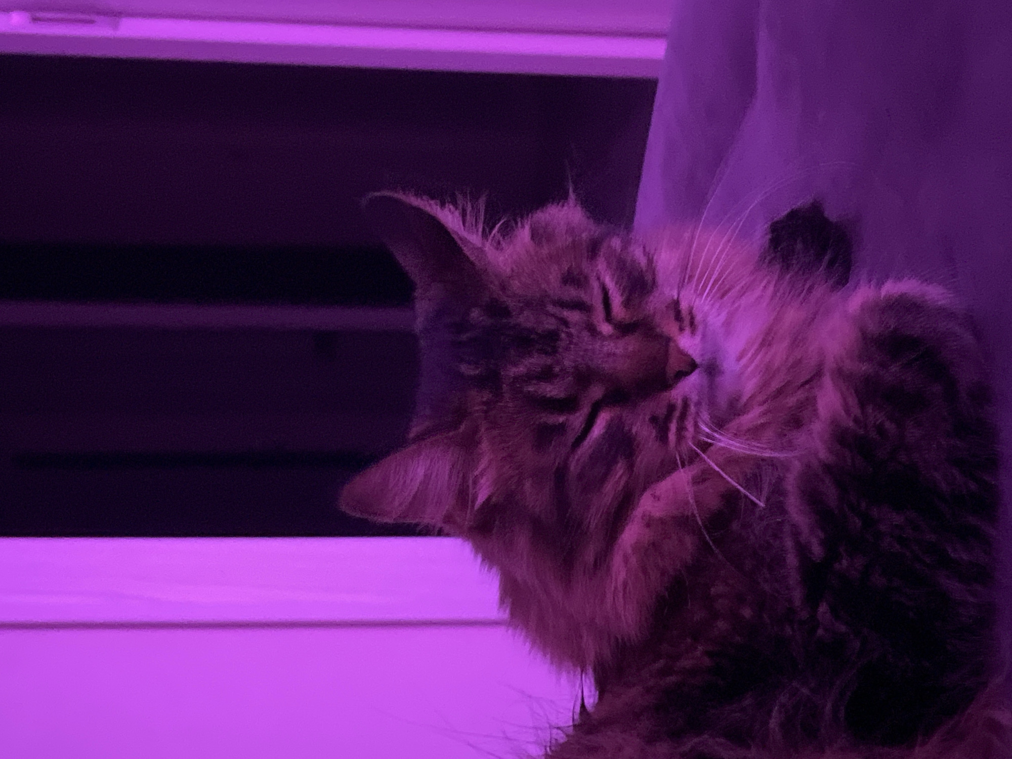 Tabby cat evening at home, purple lights and wine