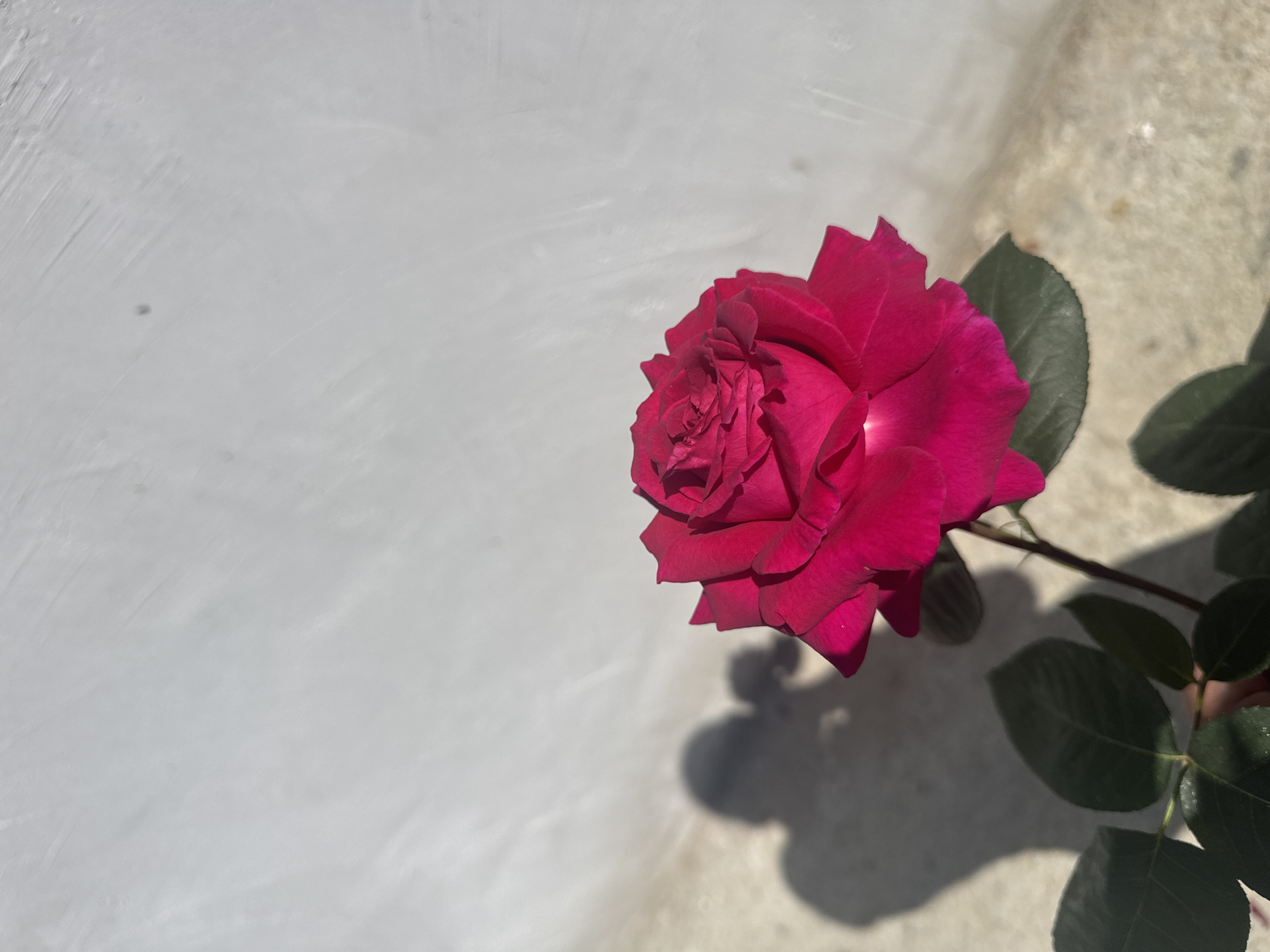 Red rose photographed in bloom in Bulgarian village