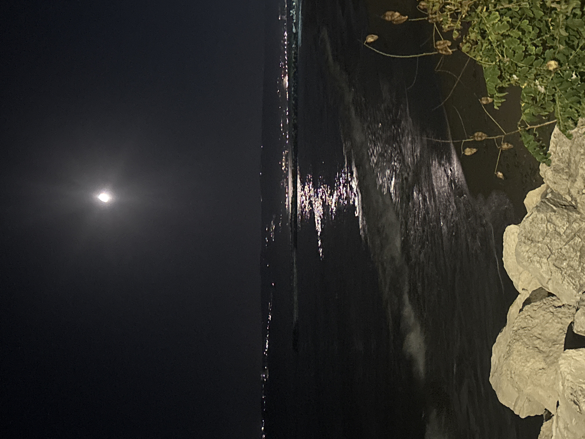 Moonlit shoreline, city lights, and a cat on the rocks