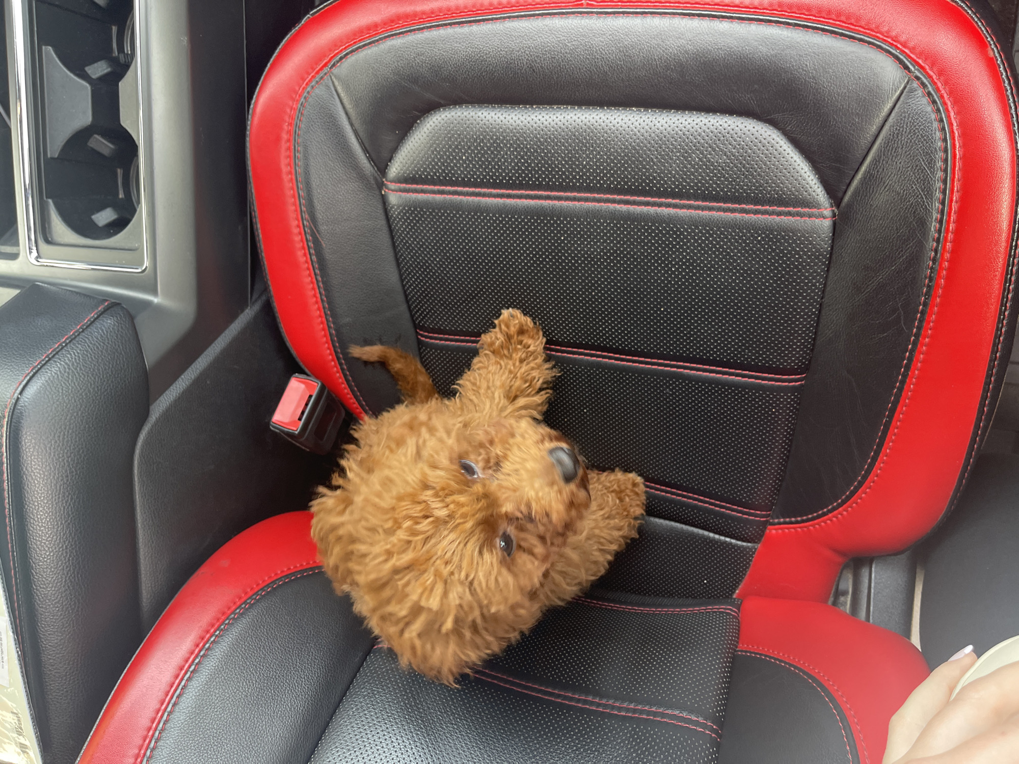 Dog spotted in car front seat in Sofia