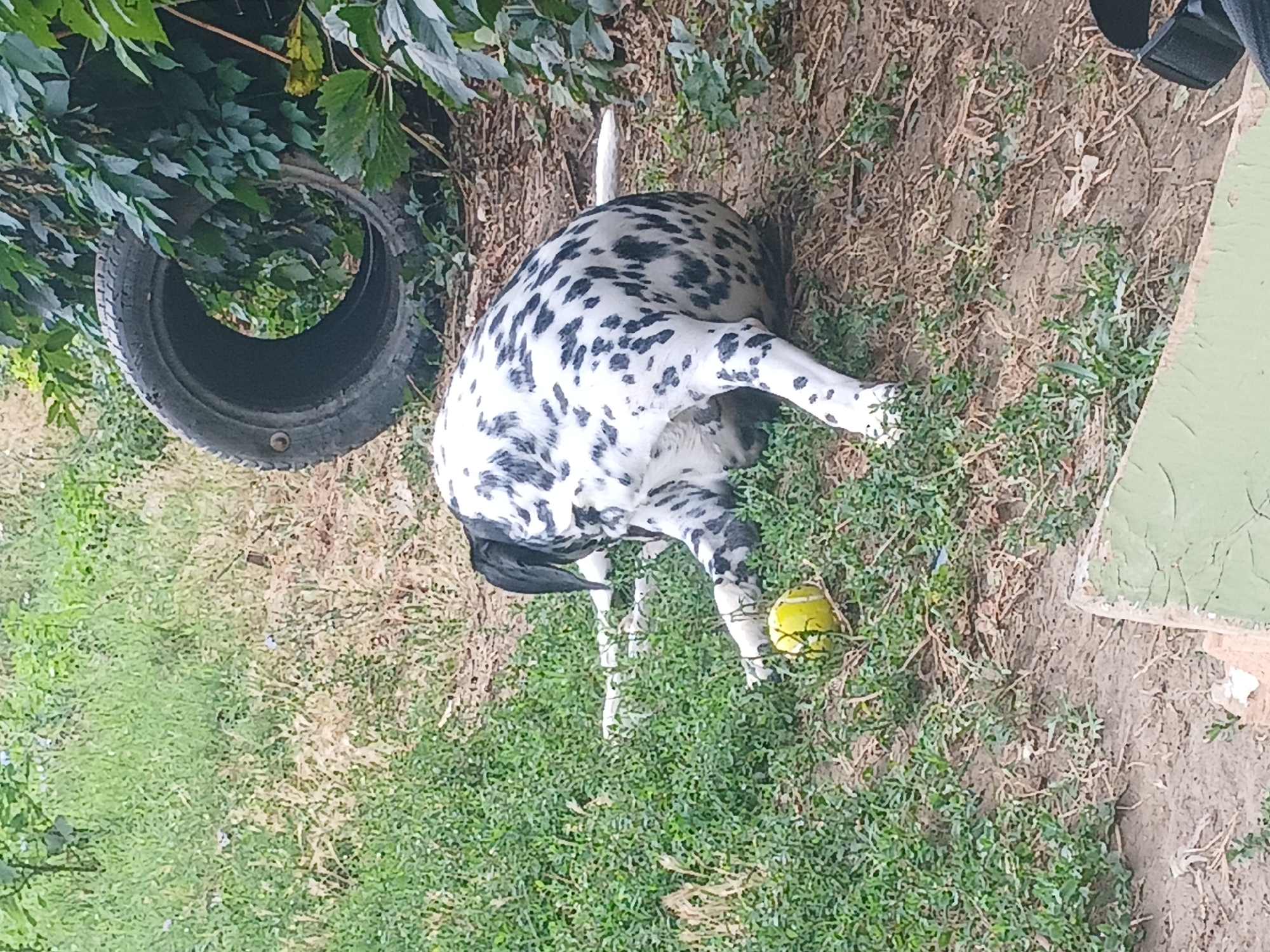Dalmatians and mixed breeds spending a morning at the dog park.