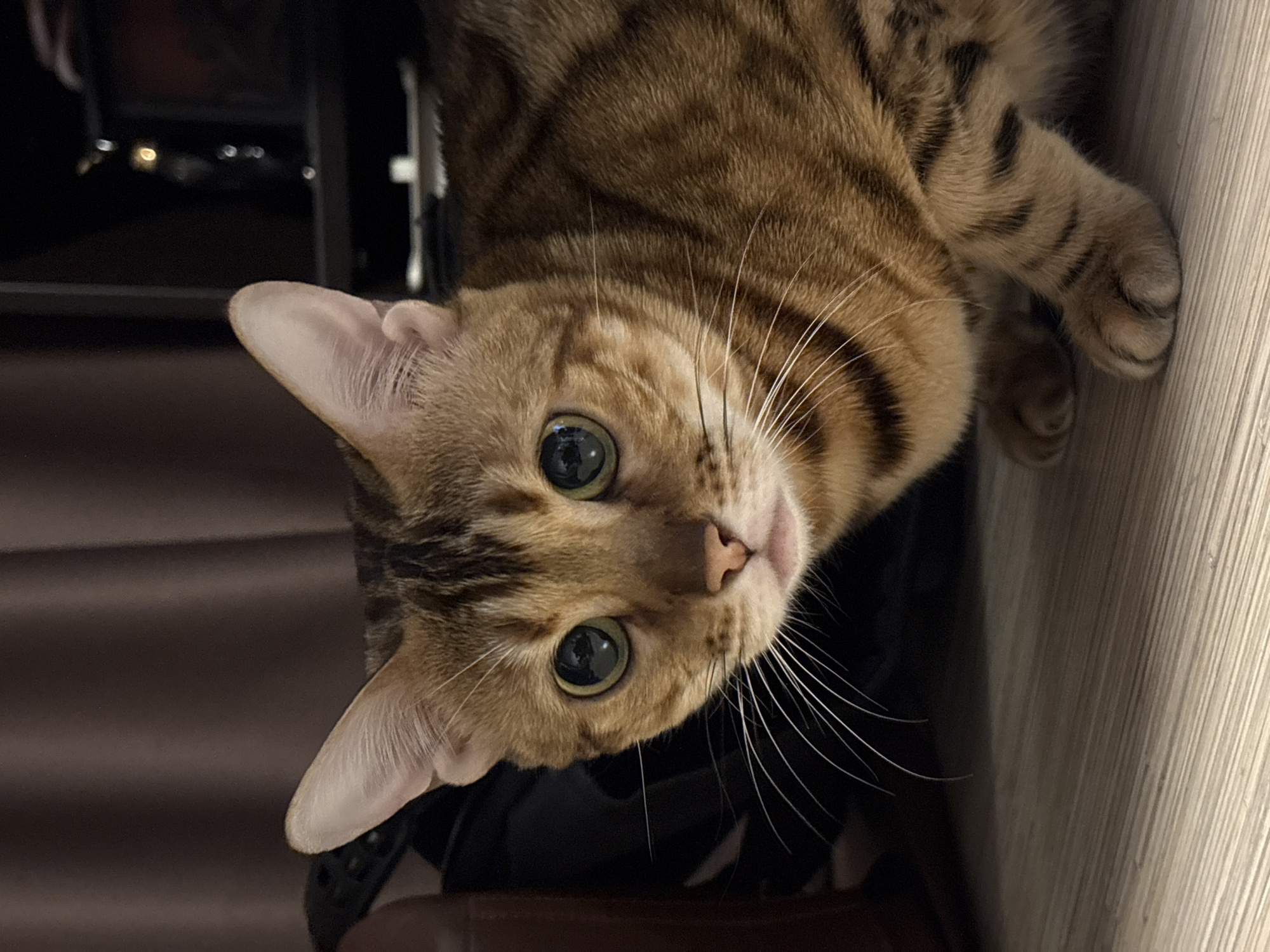 Indoor domestic scenes captured in Krasnoyarsk apartments