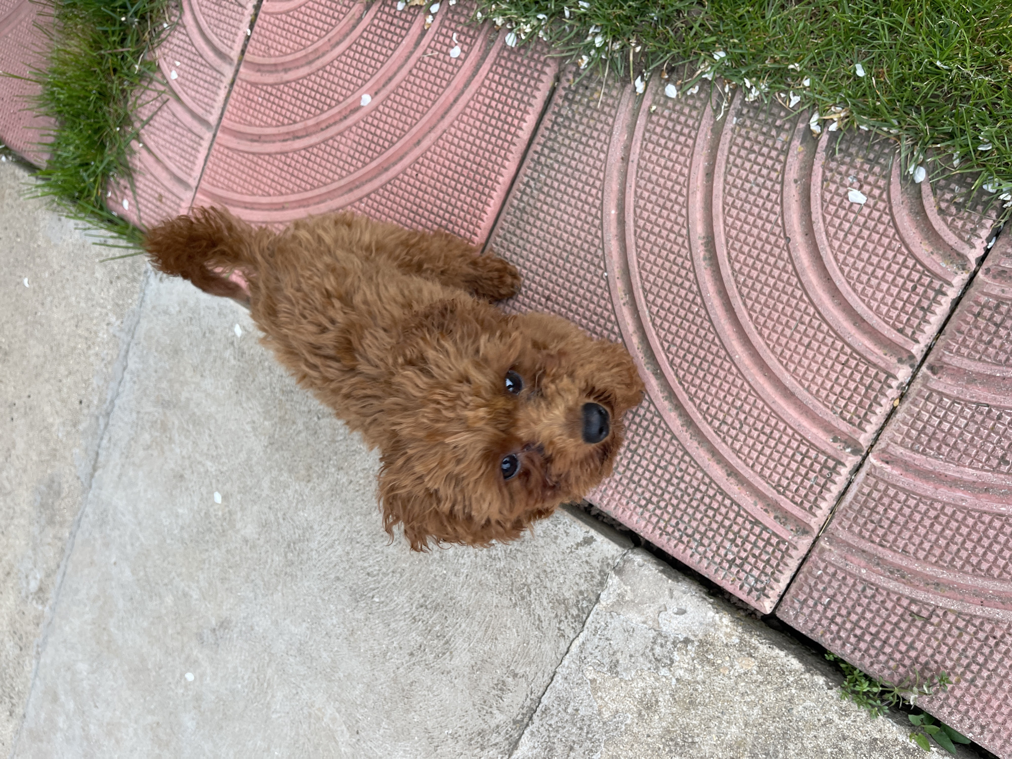 Brown poodle rests on Sofia patio with owner