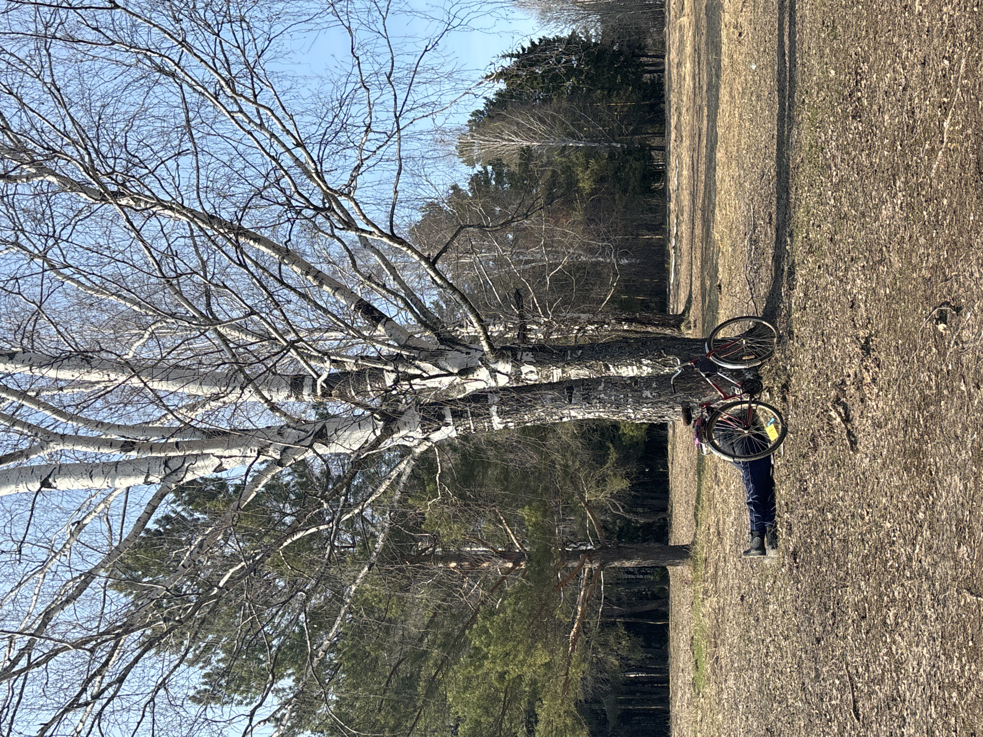 Person with bicycle spotted near birch tree in Chaikovsky park