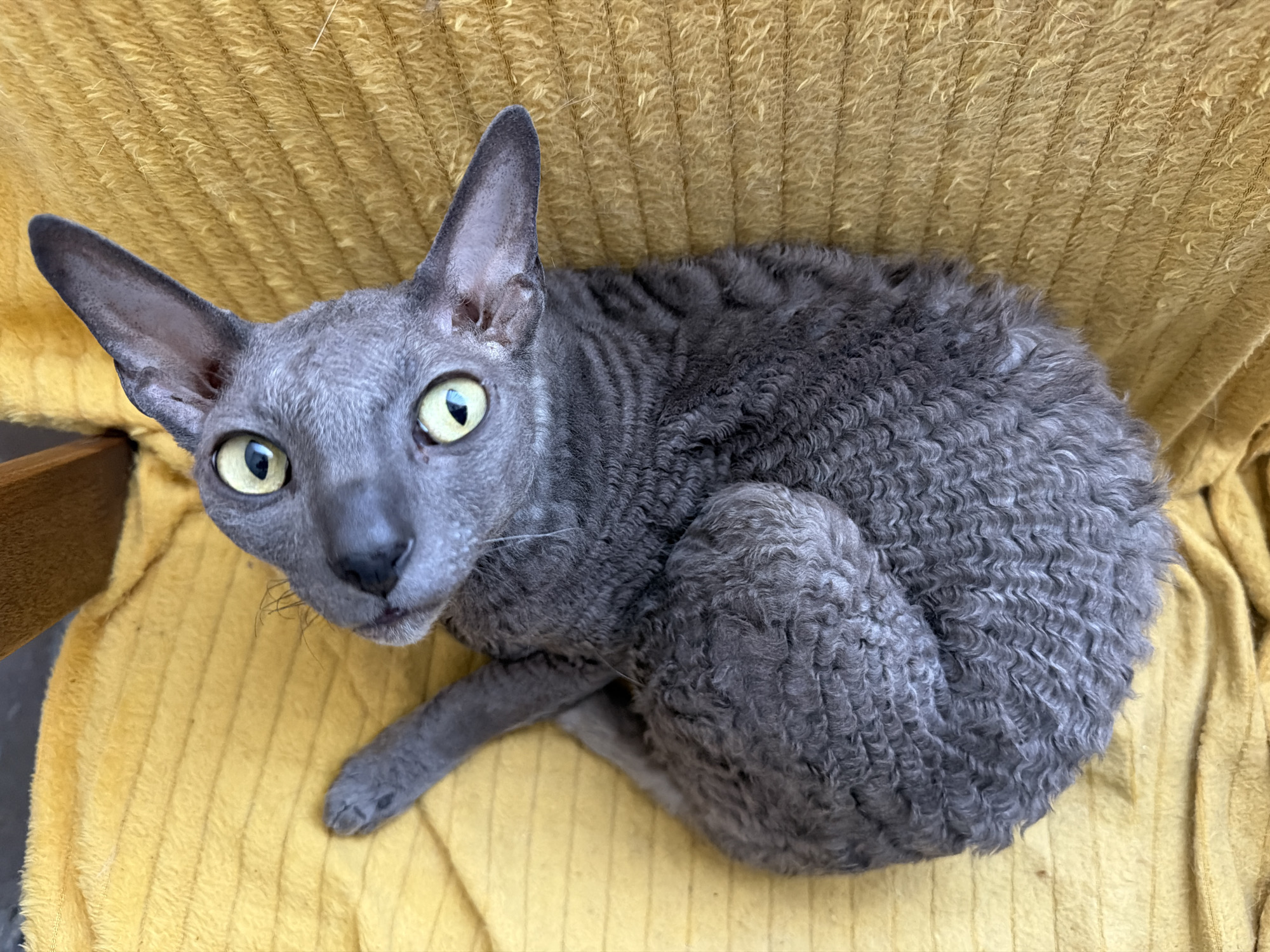 Cornish Rex cats at home in Moscow, July 2026