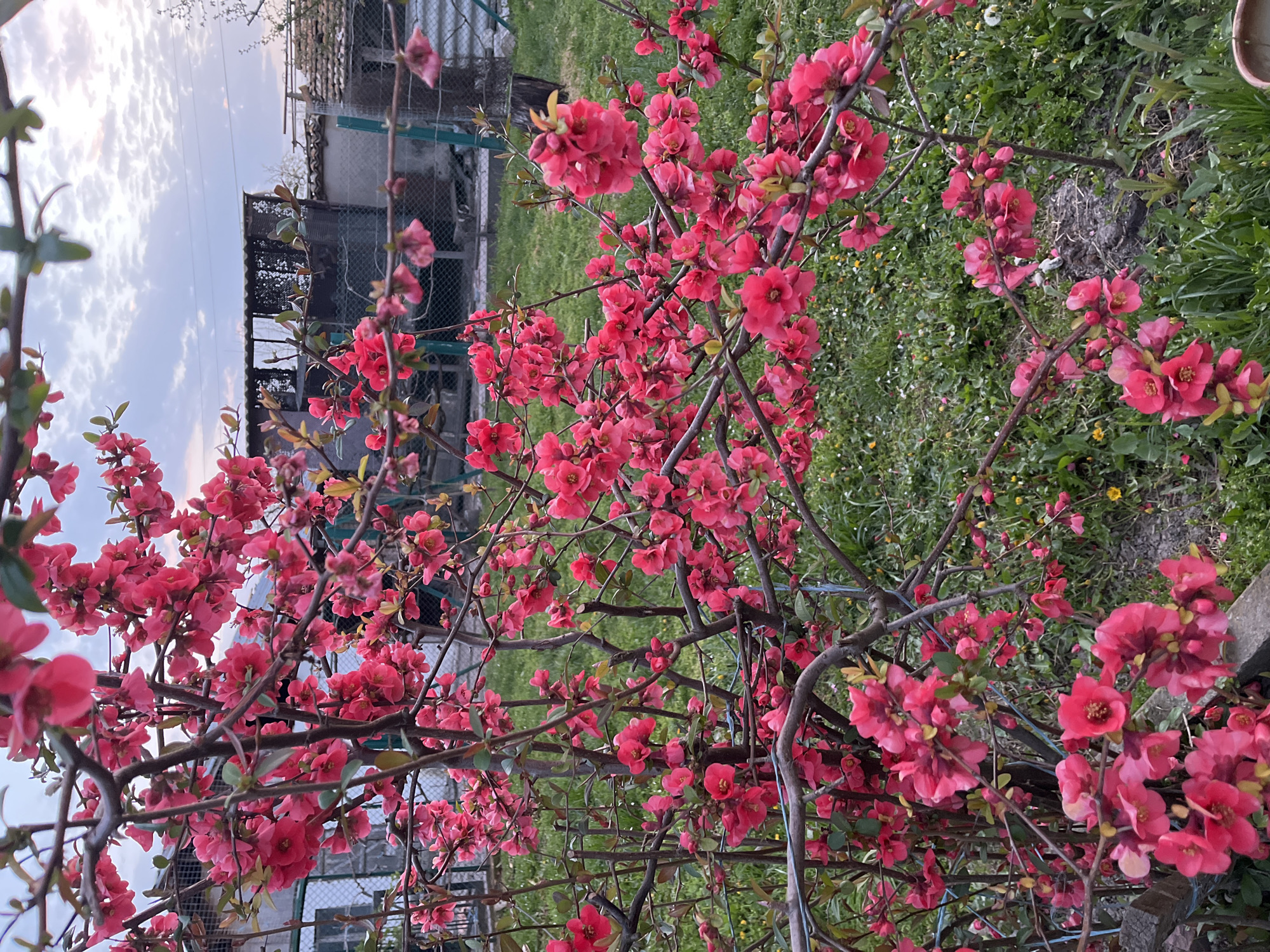 Spring quince blossoms bloom in Drinovo, Bulgaria