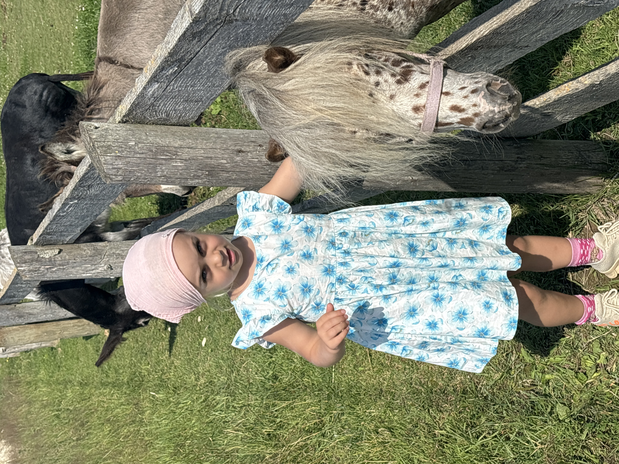 Kids and a dappled pony by a fence in rural Russia