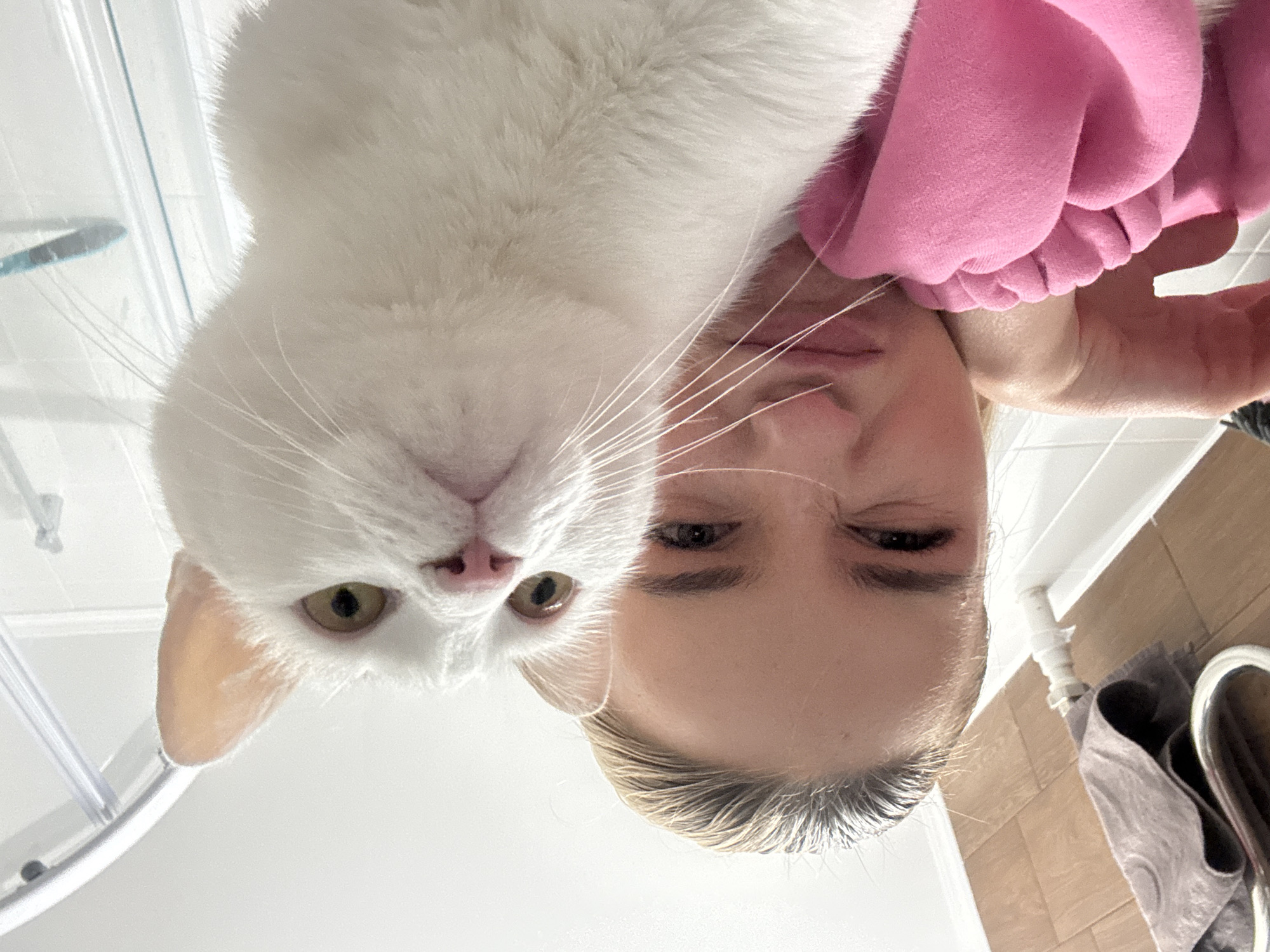 Person in pink sweatshirt plays with white cat indoors