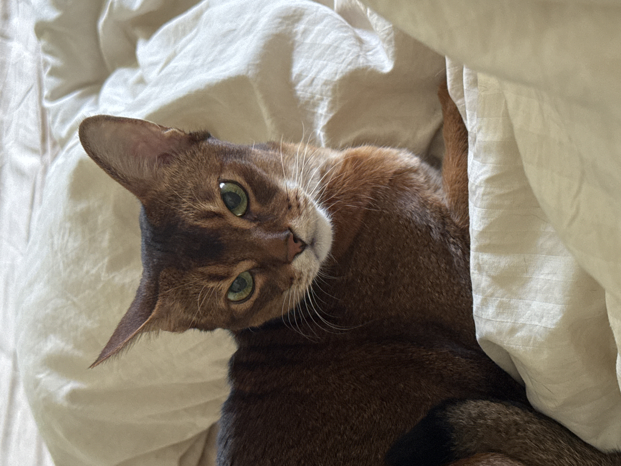 Abyssinian cat lazy morning in a Moscow apartment