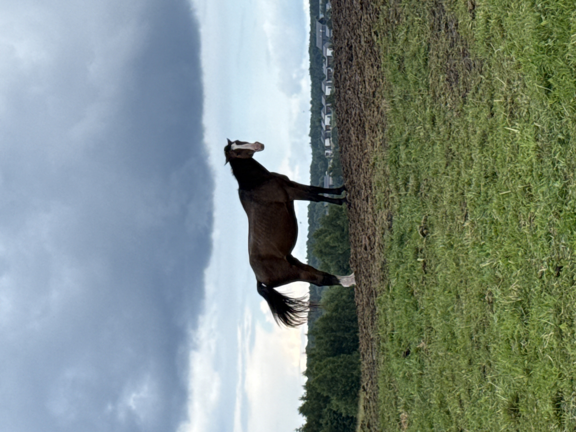 Horses in a muddy Lithuanian field, plus chanterelles and daisies