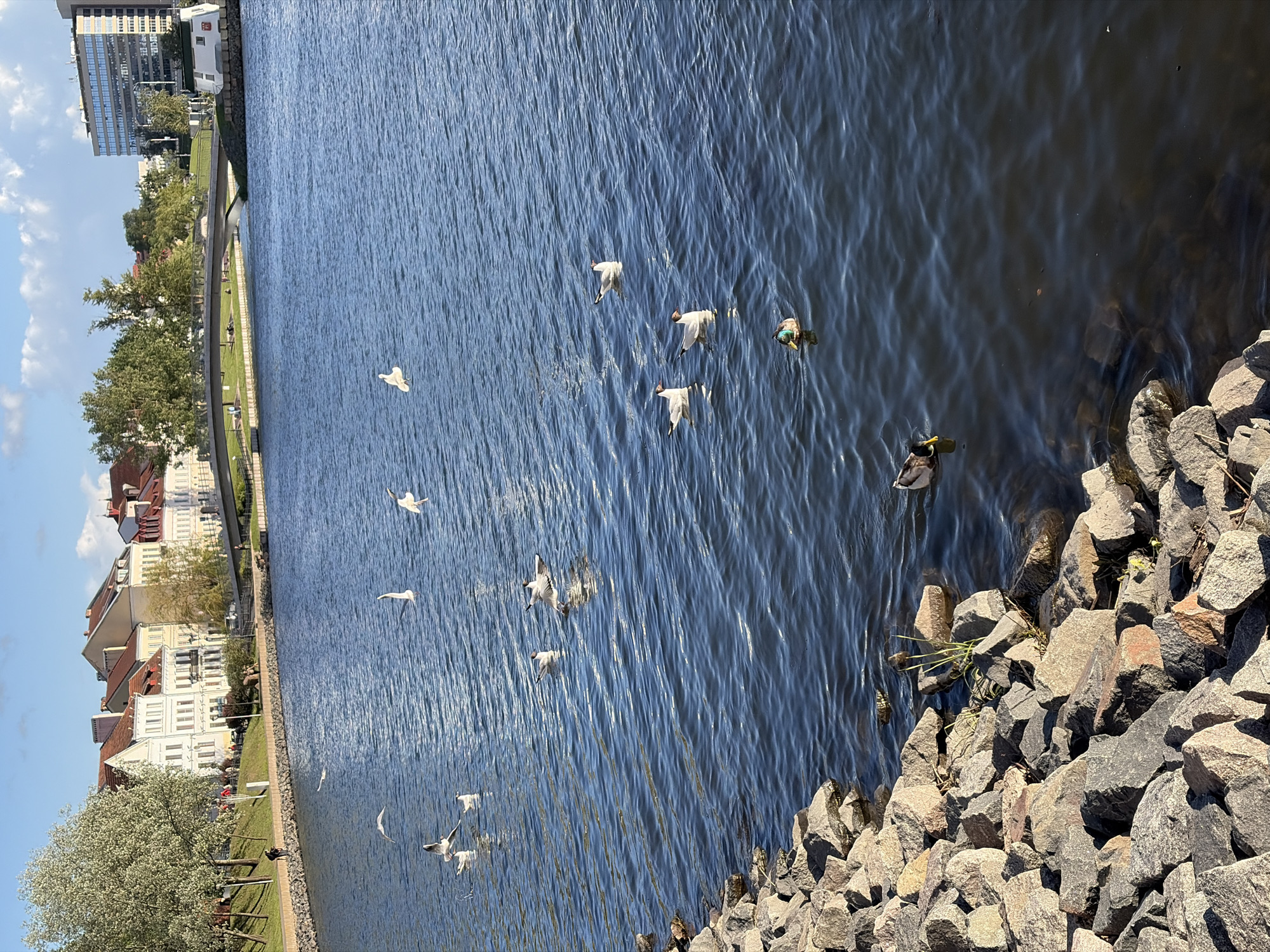 Birds gather along Minsk's Svislach River on sunny afternoon