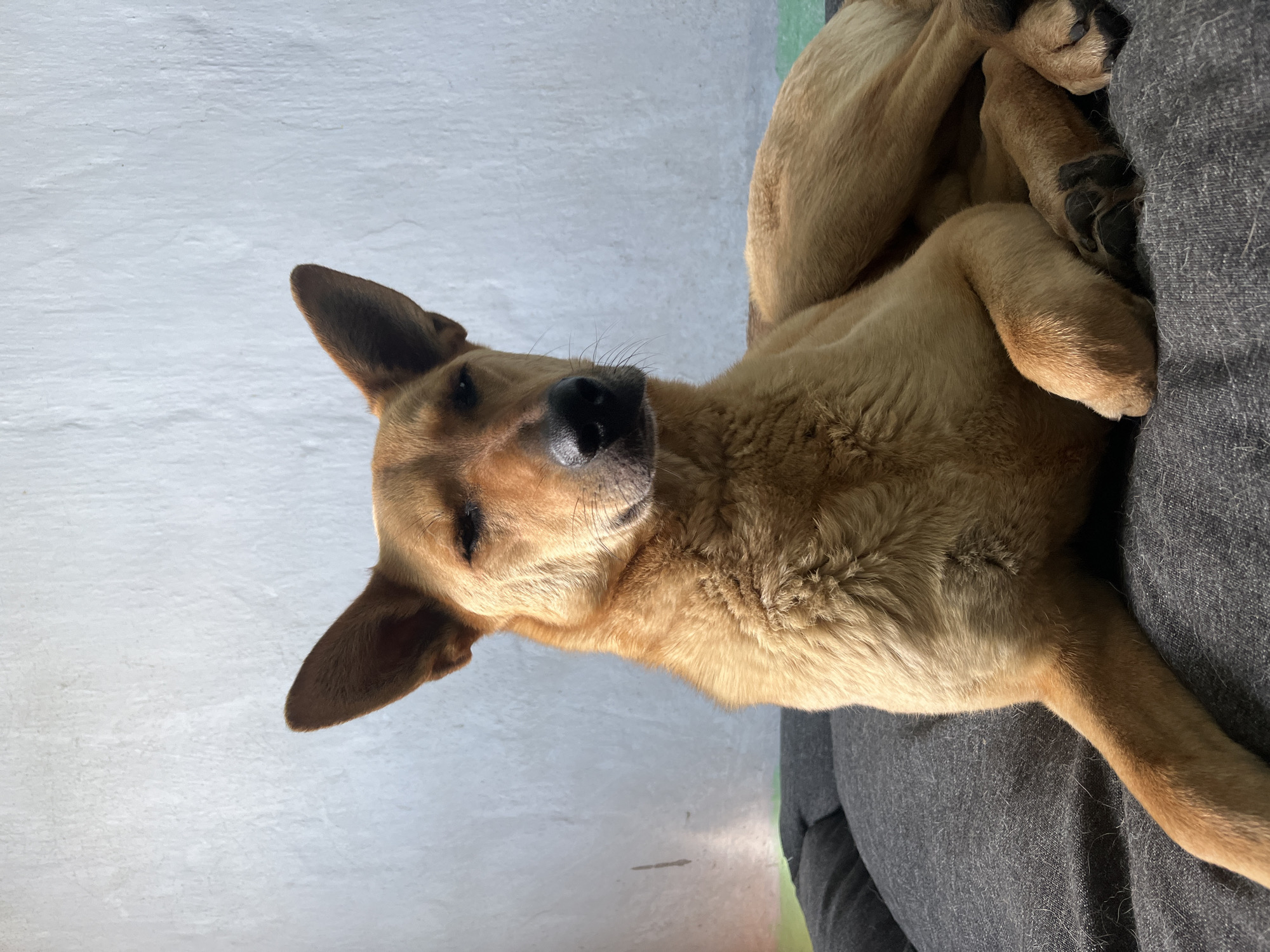 Dogs and cat rest indoors during morning in Nizhny Tagil