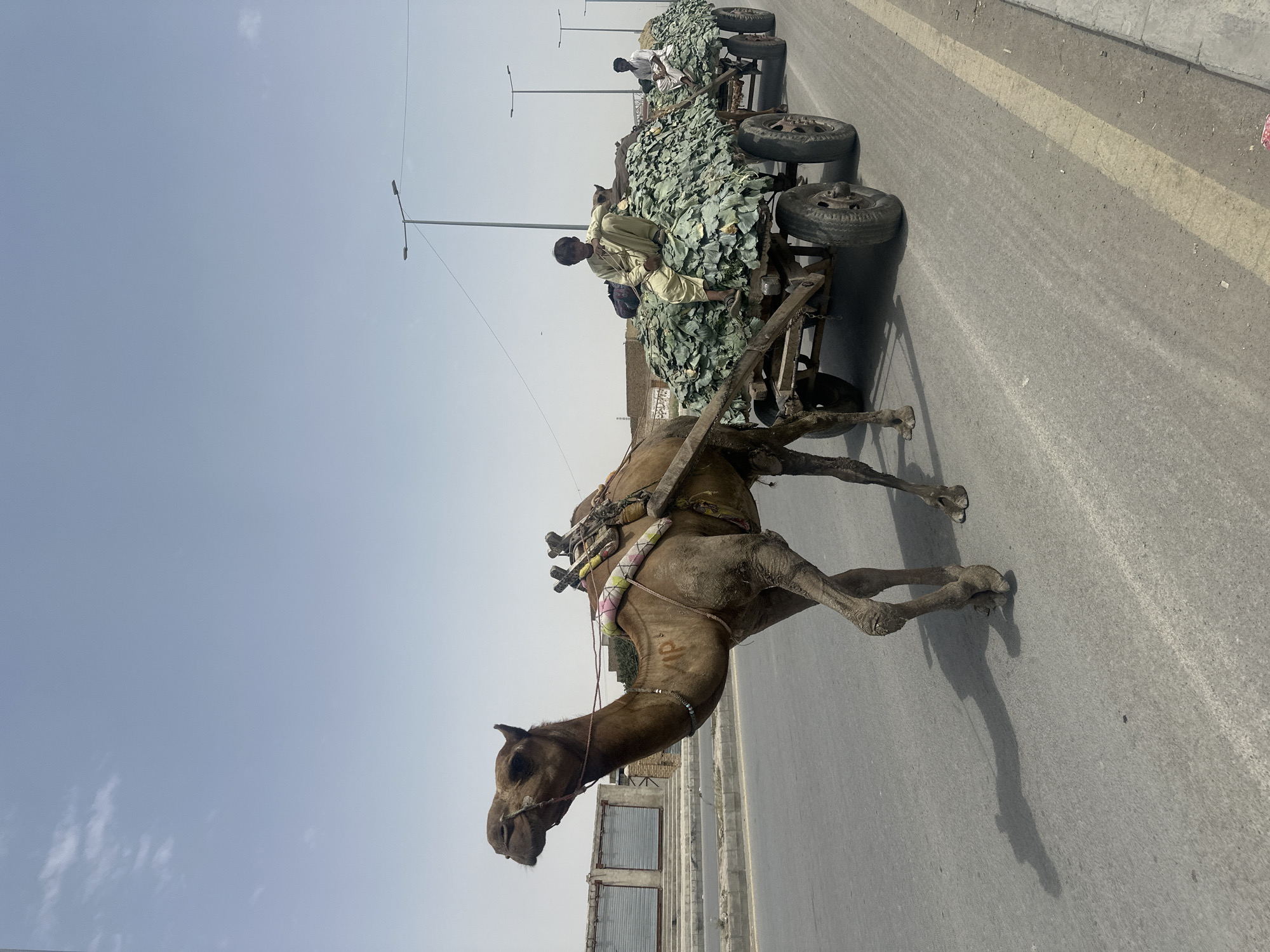 Camel cart hauling fresh produce through Quetta streets