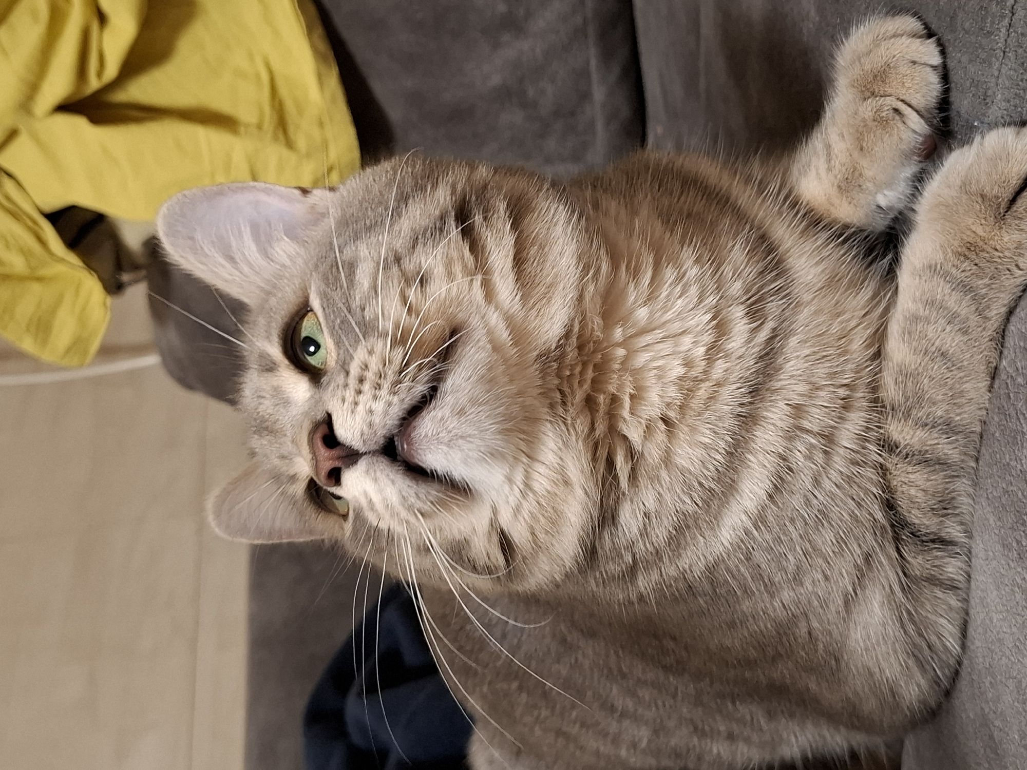 Gray tabby cat's evening playtime documented in Novi Sad