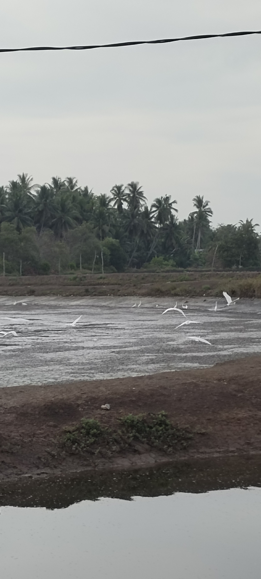 Witness documents wetland birds and nature scenes over 45 minutes
