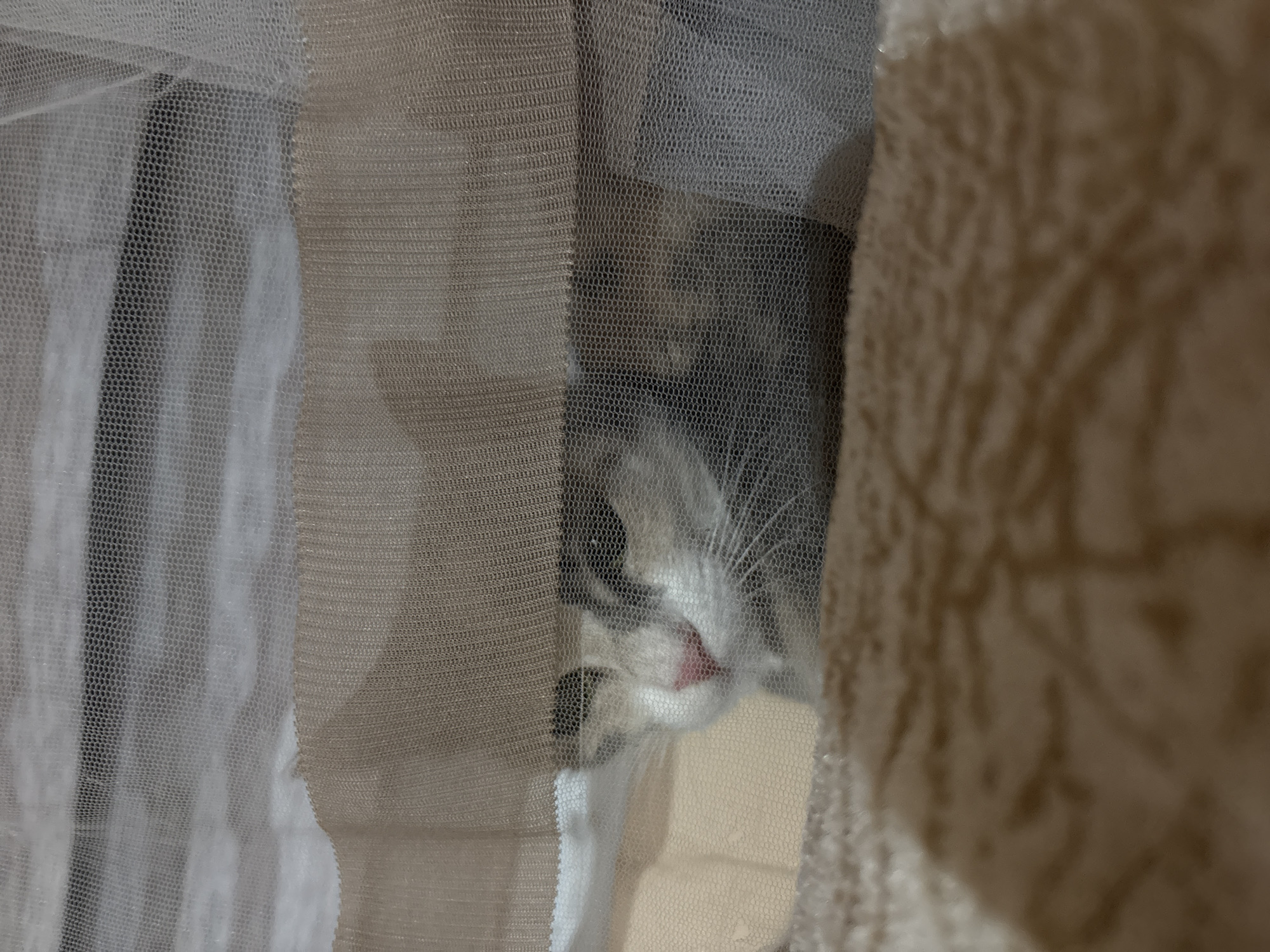 Cats observed in Bulgarian home during evening hours